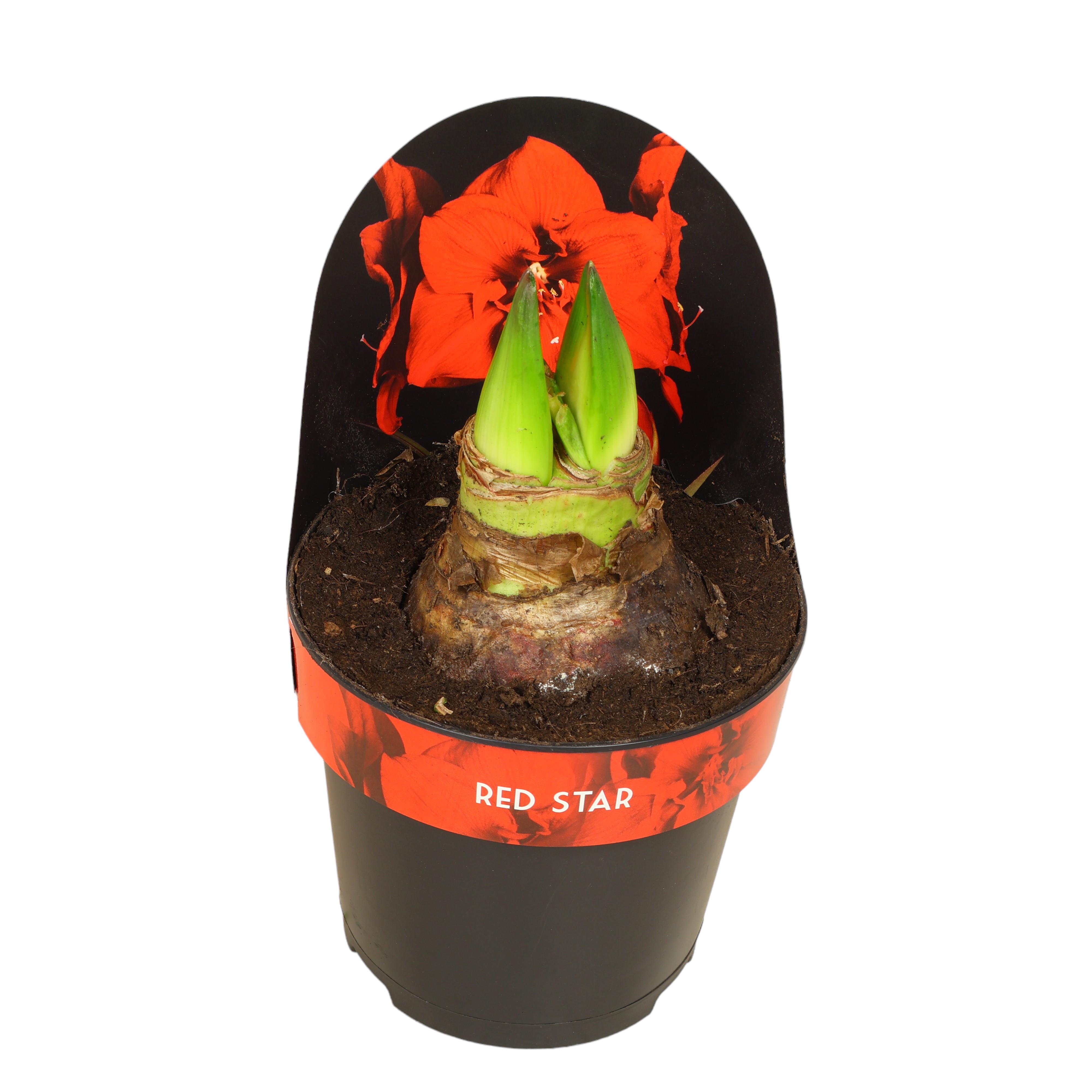 Amaryllis (Hippeastrum) im Ø 12–13 cm Topf – elegante Winterblüherin mit großen Blüten