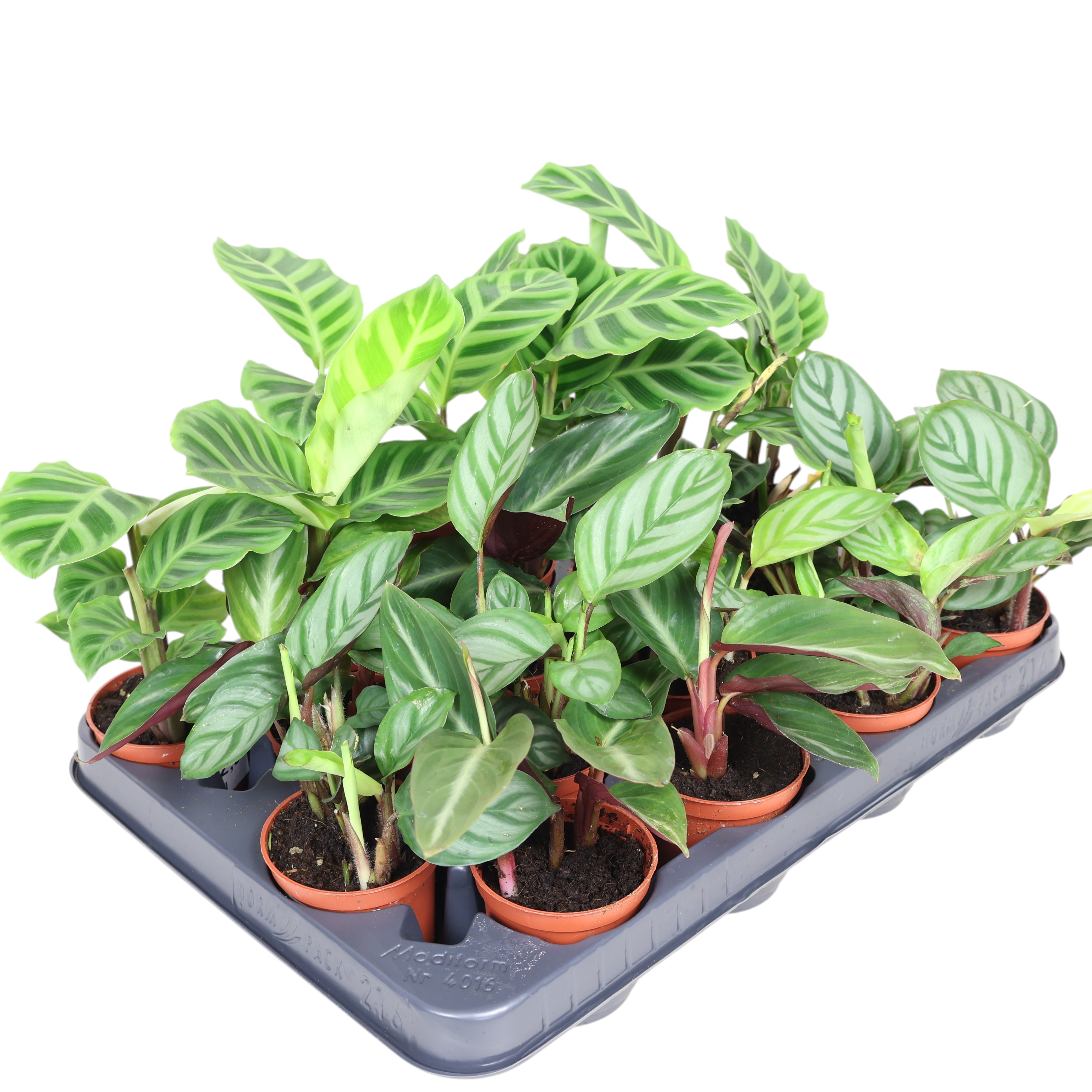 Mini-Calathea Mix Ø 7 cm – tropische Zimmerpflanzen mit Blattmuster