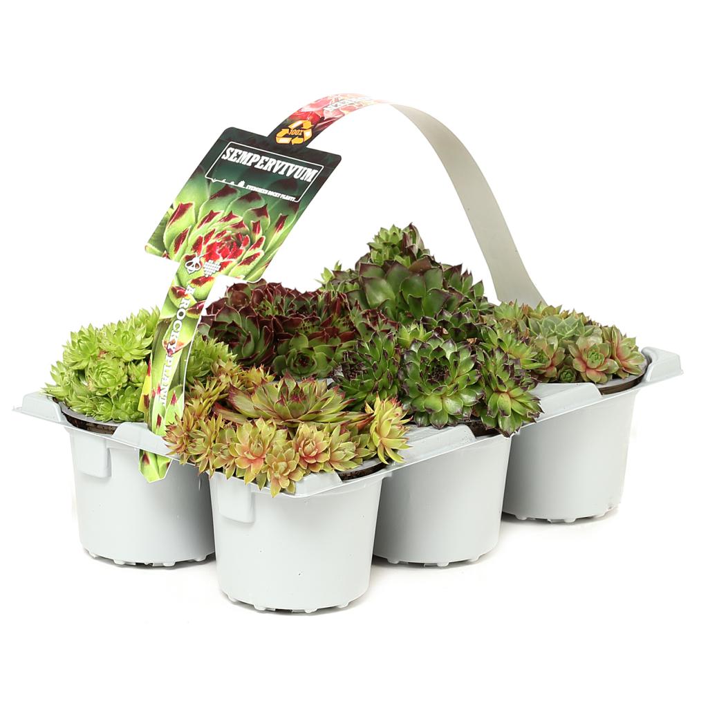 Hauswurz 'Sempervivum' - 6er Schale