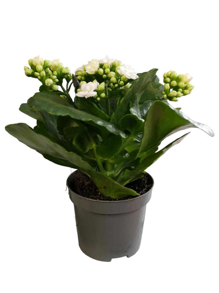 Flammendes Kätchen (Kalanchoe blossfeldiana) im Ø 9 cm Topf – farbenfrohe Zimmerpflanze