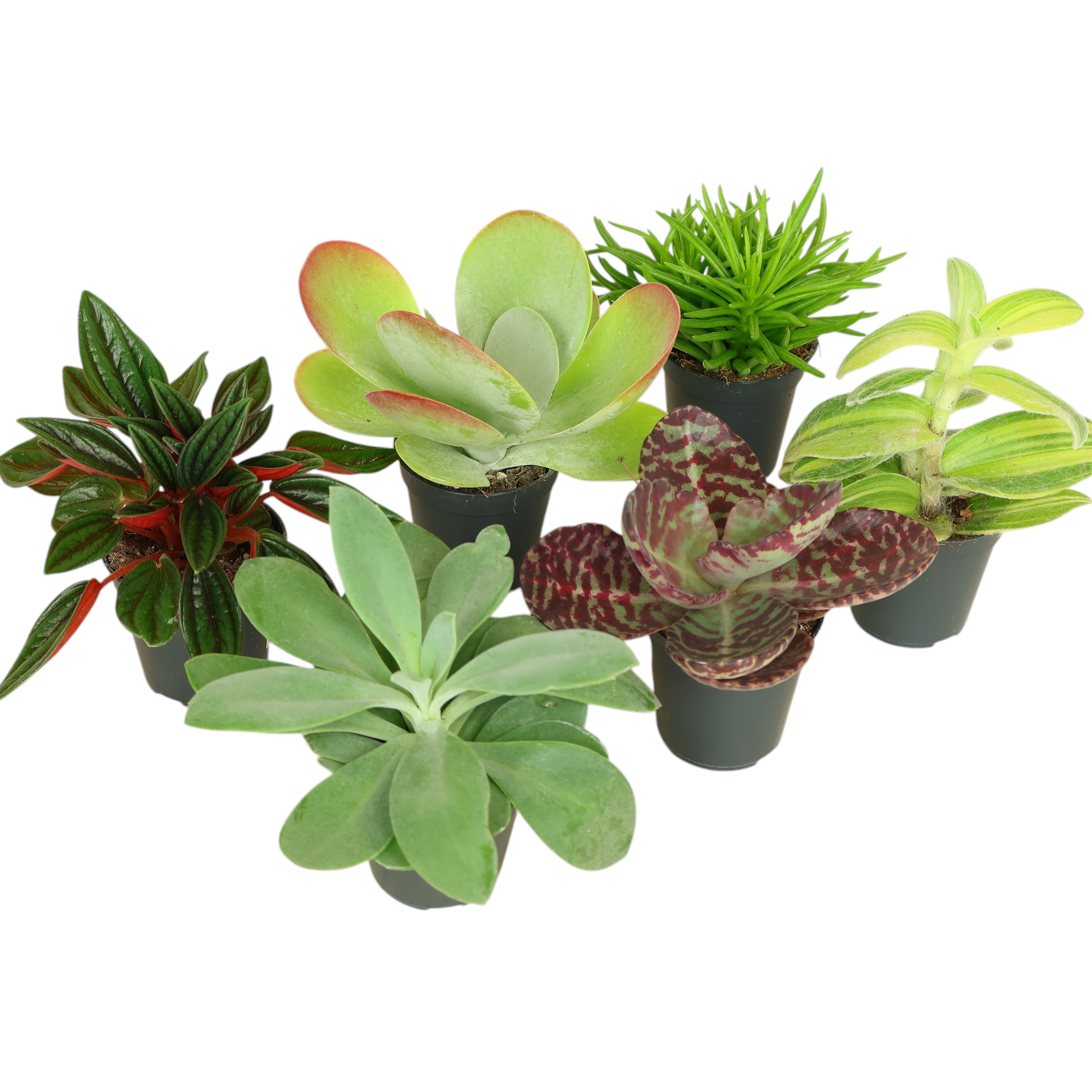 Mini-Grünpflanzen im Ø 5,5 cm Topf – vielseitige Zimmerpflanzen in Kompaktgröße