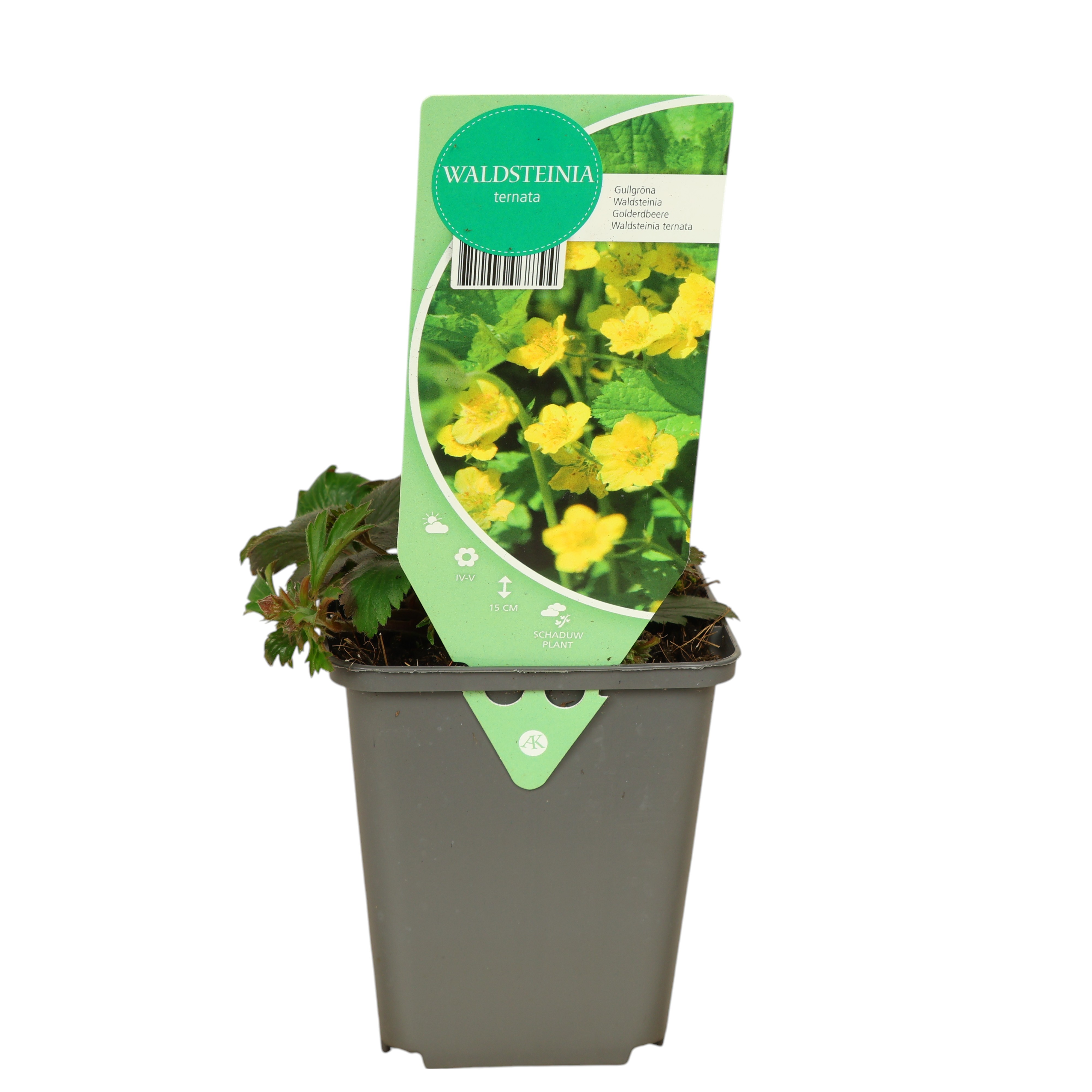 Waldsteinia - Ø 9 cm Topf