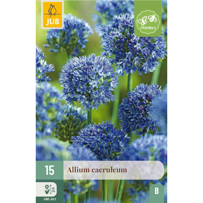 15 ALLIUM CAERULEUM 4/5