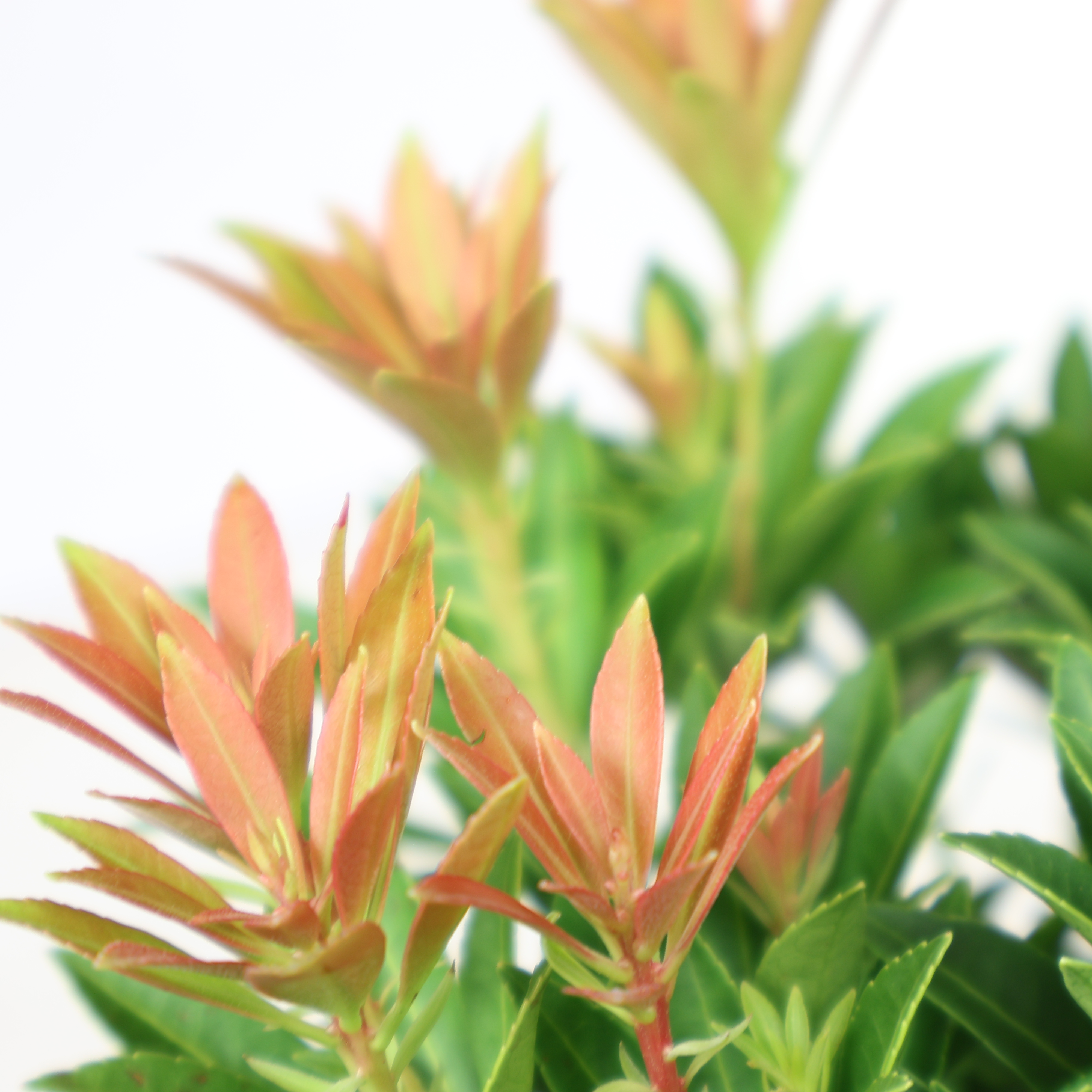 Lavendelheide Pieris Ø 23 cm