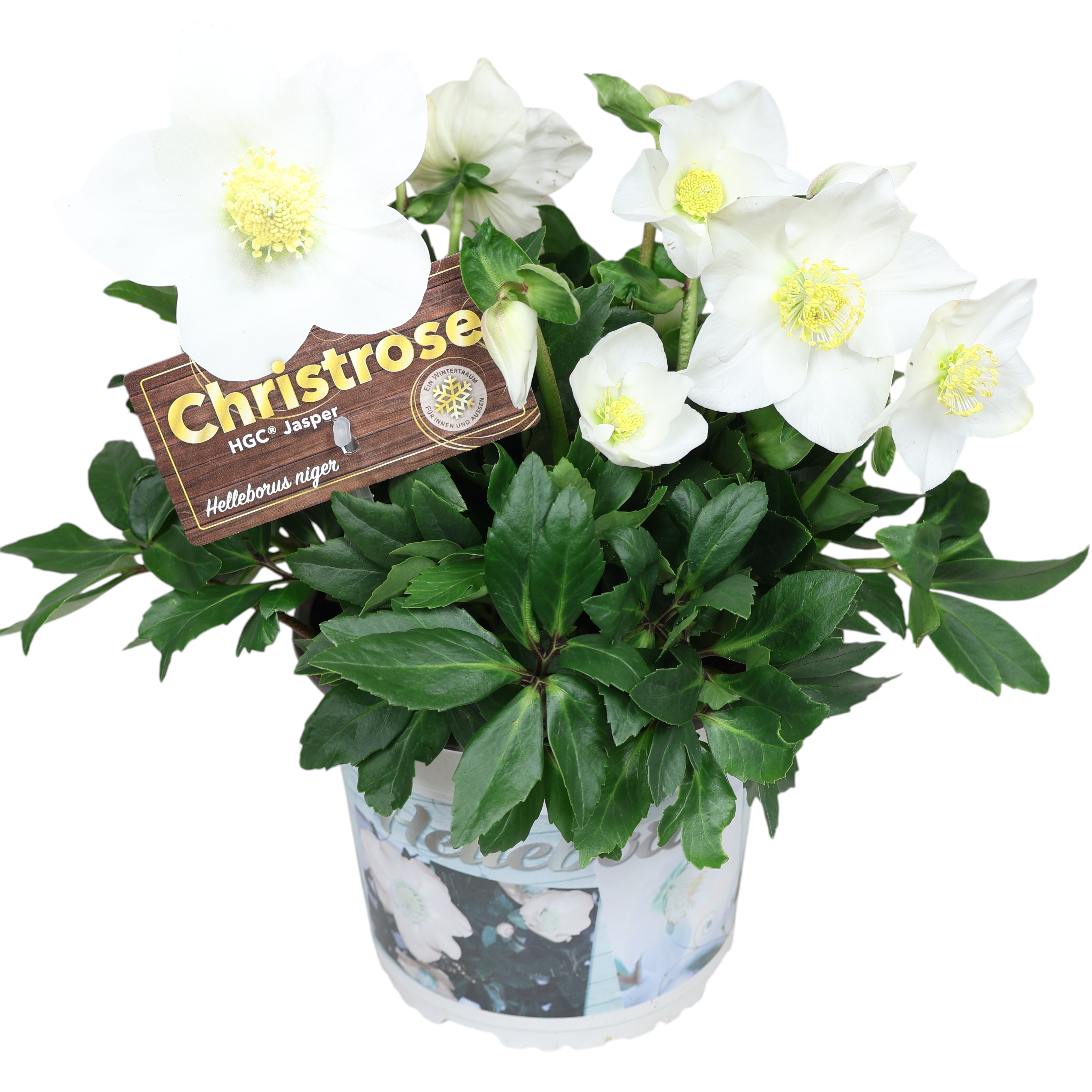 Christrose Helleborus niger im Ø 19 cm Topf – winterblühend & robust