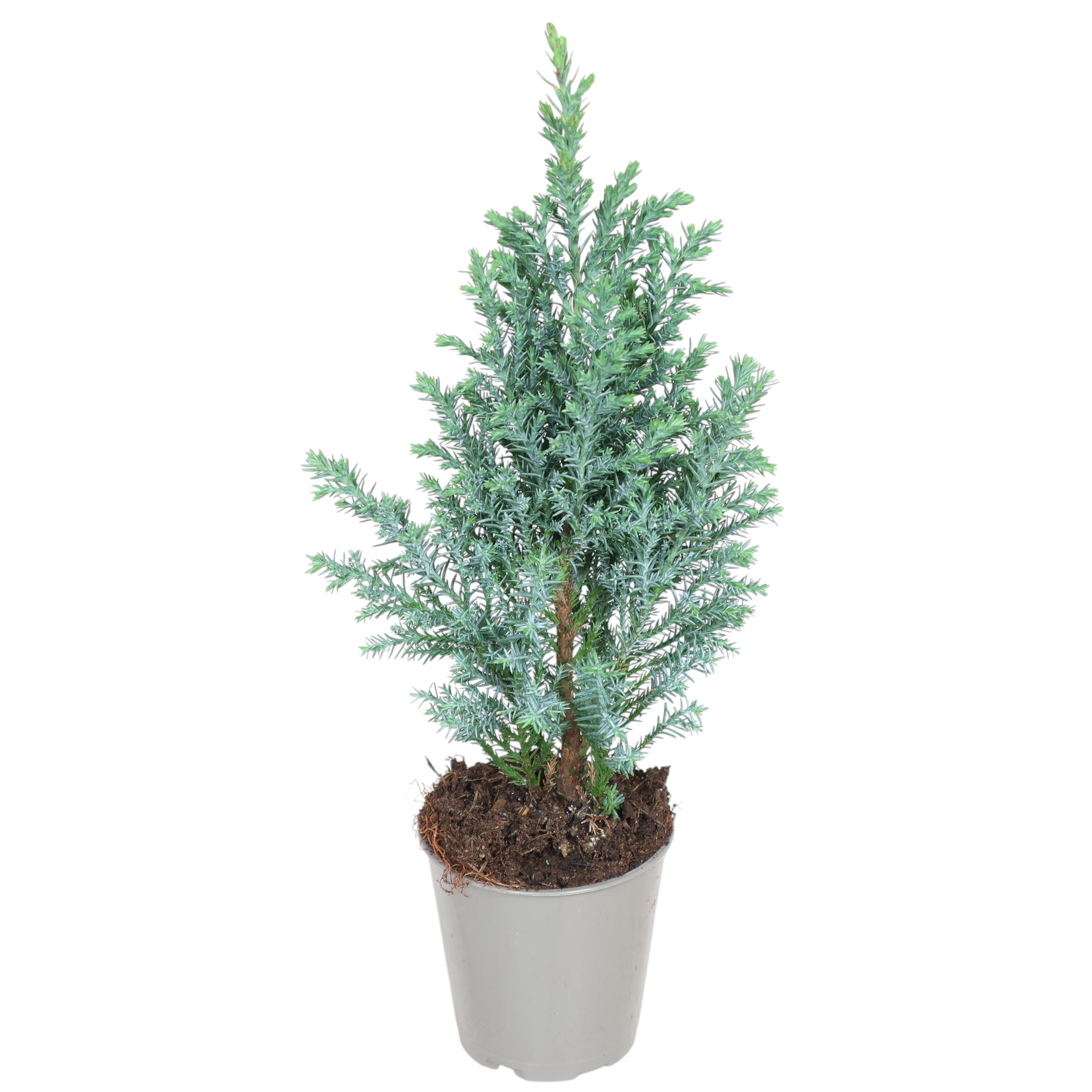 Mini-Chamaecyparis 'Elwoodii' Ø7 cm – Zwergzypresse im Topf