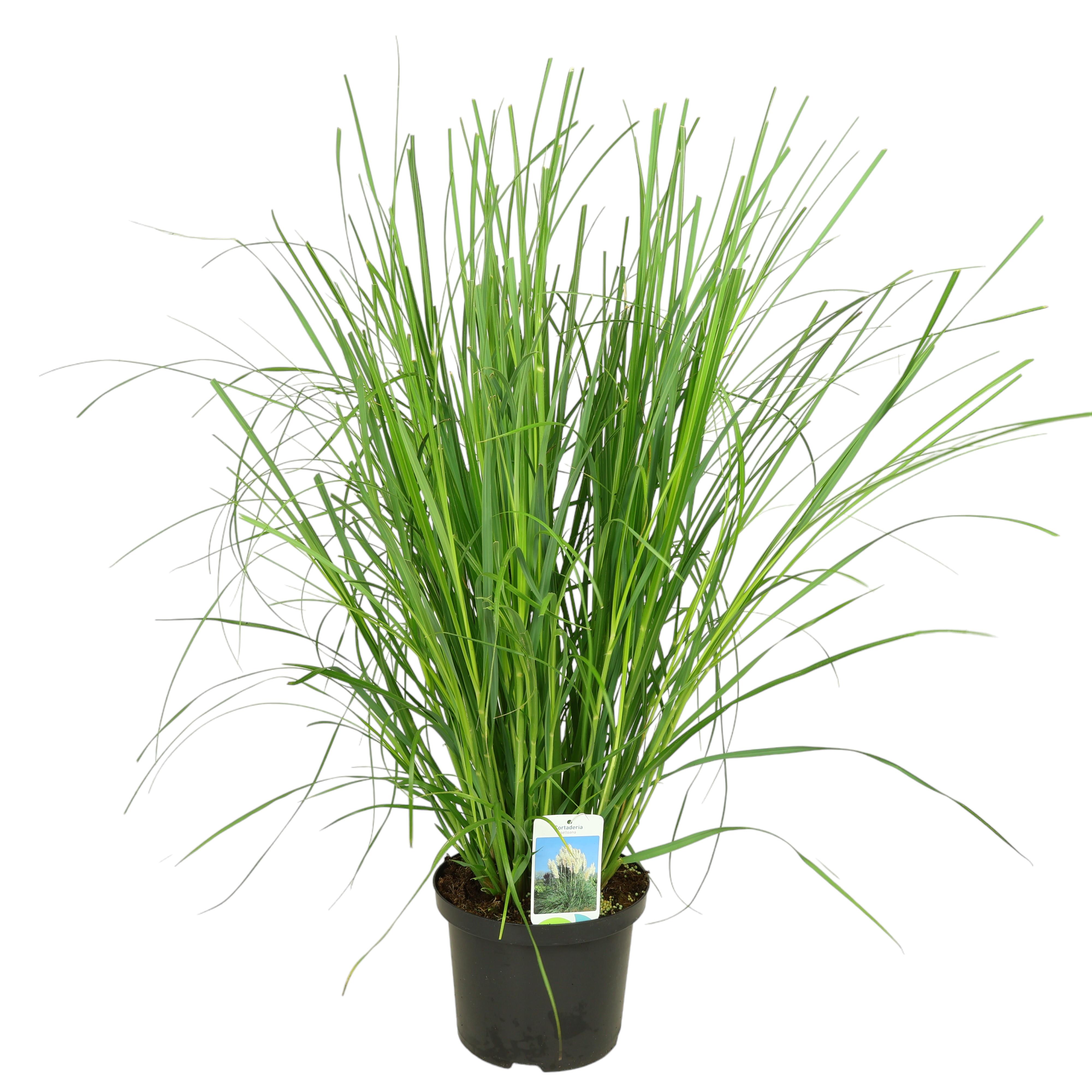 Pampasgras Cortaderia selloana im Ø 21 cm Topf – dekorativ & pflegeleicht