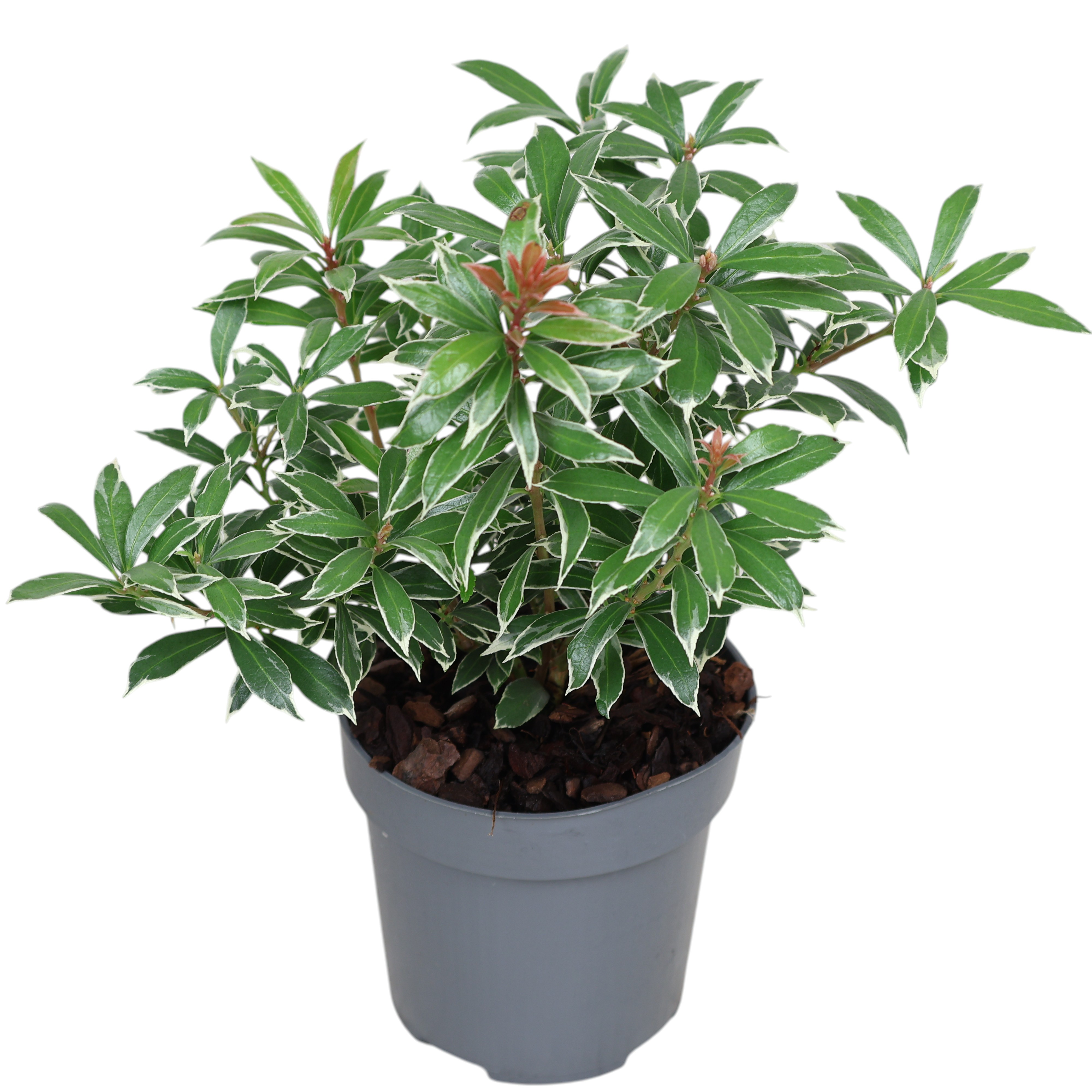 Lavendelheide Pieris Ø 9 cm