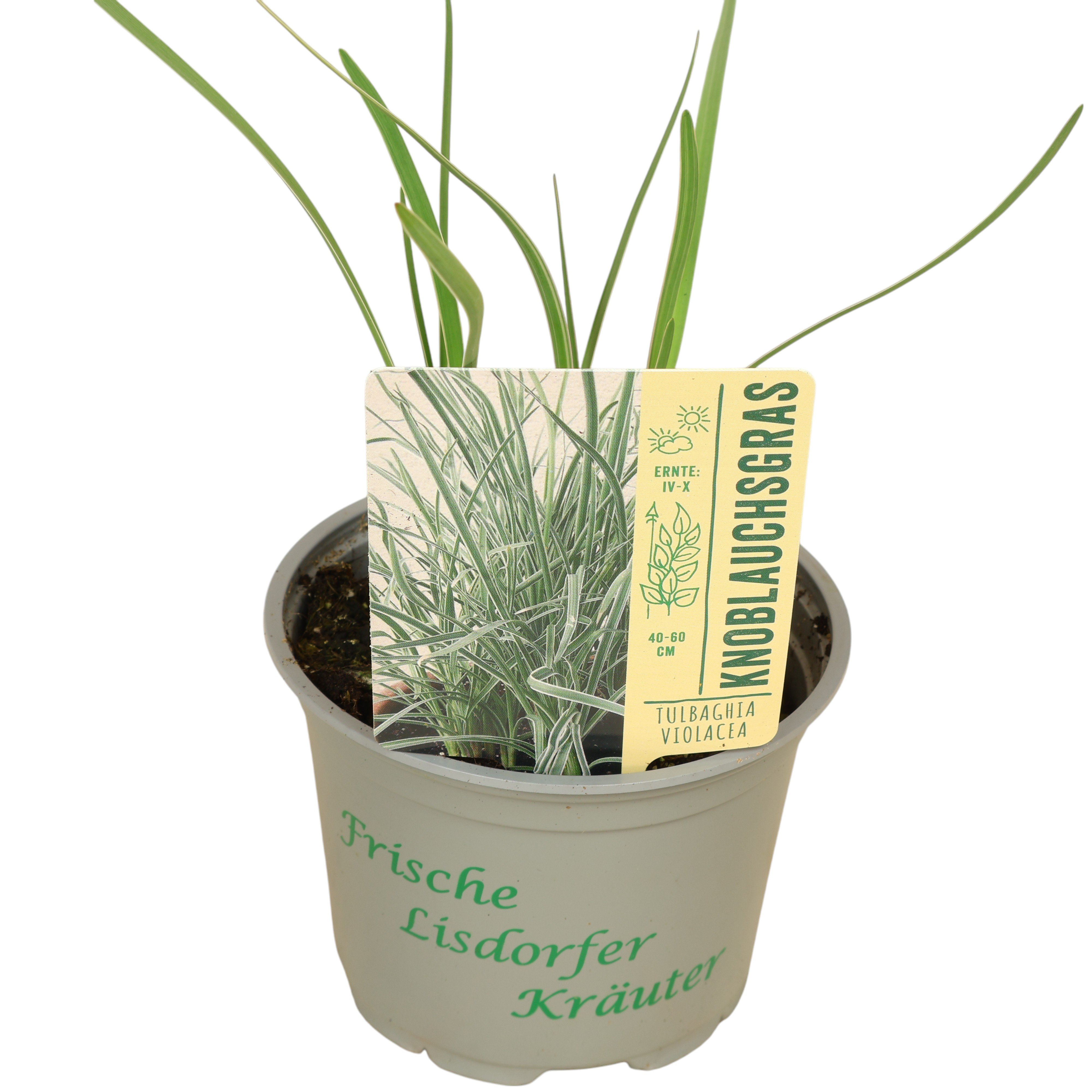 Knoblauchgras - Ø 12 cm