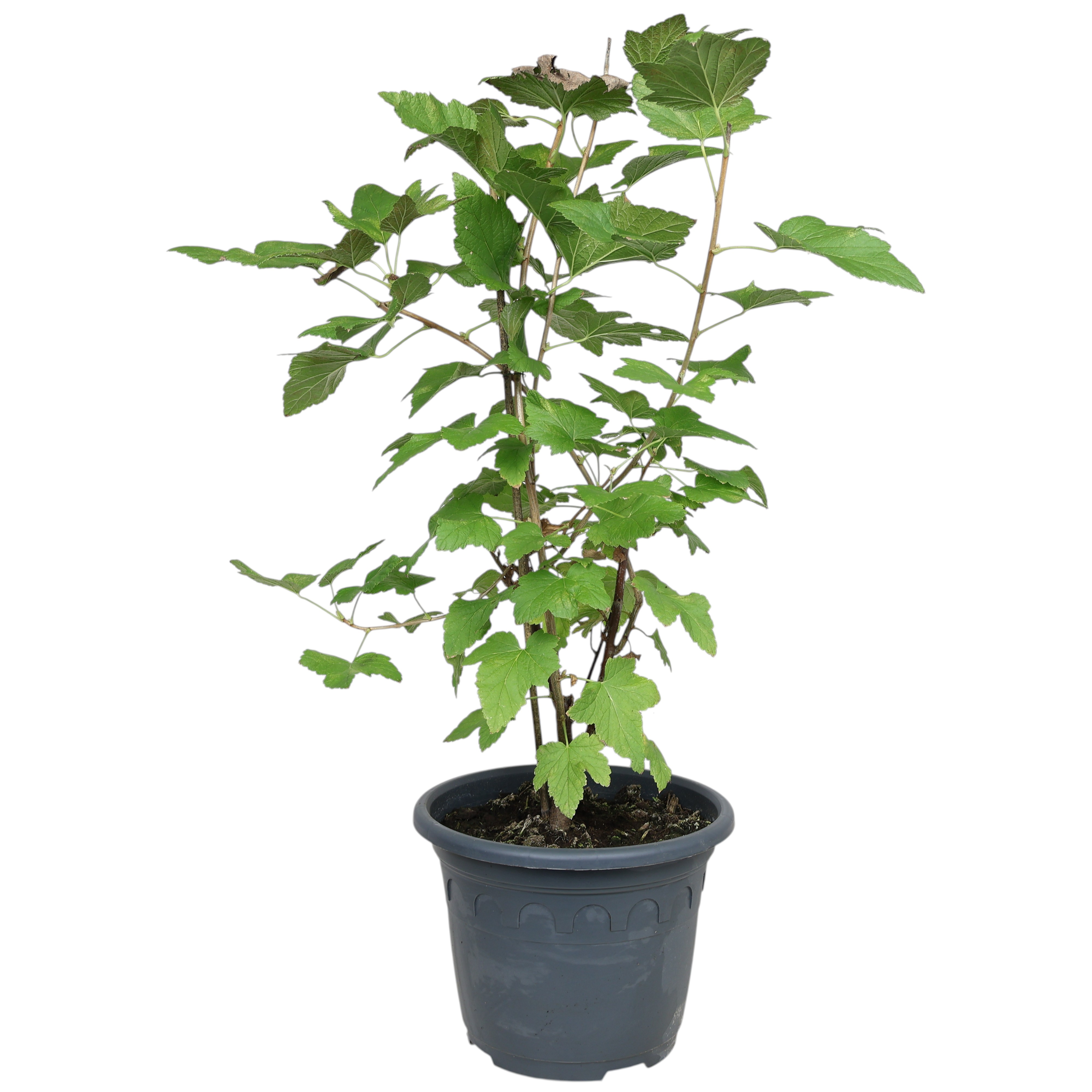 PETER Früchte Johannisbeere