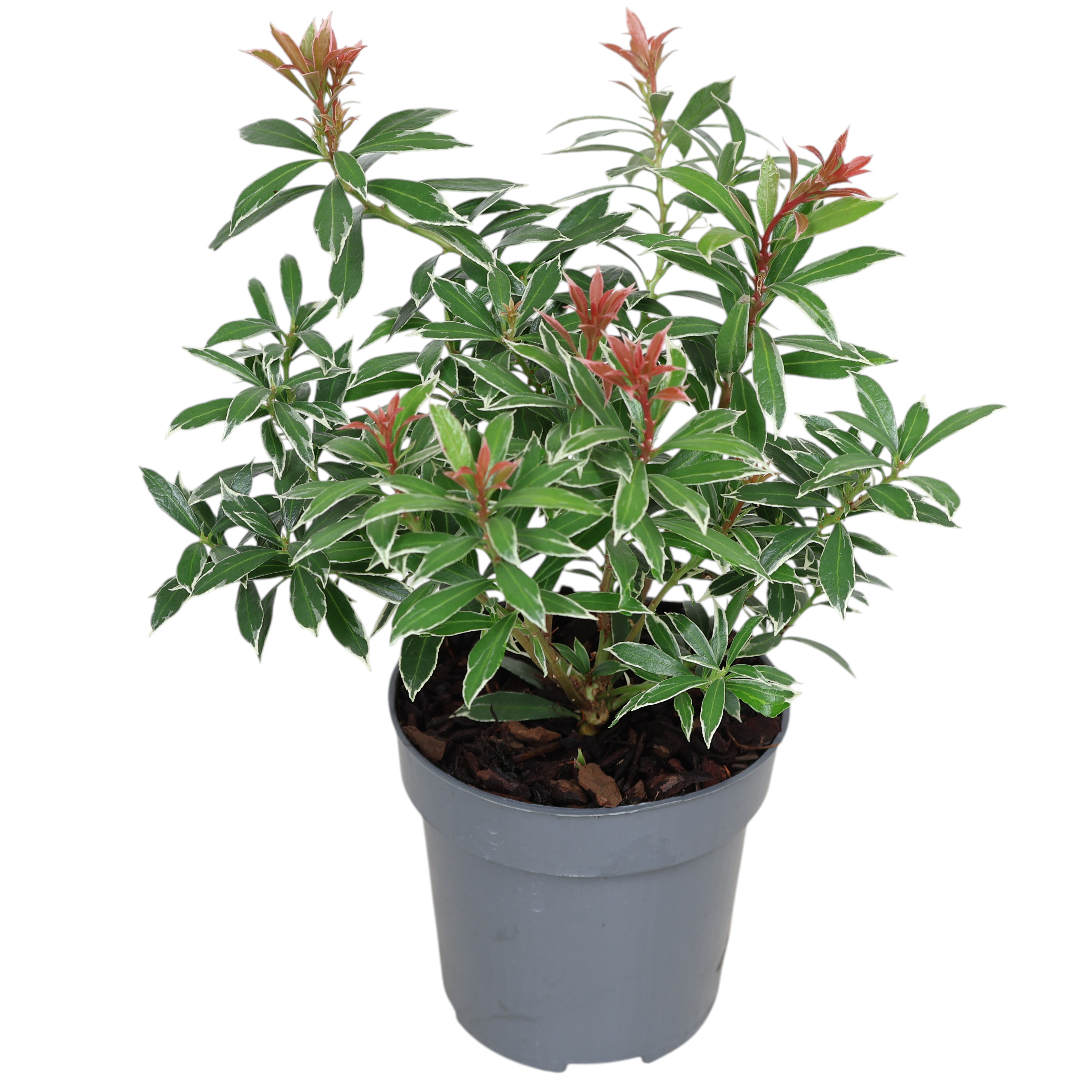 Lavendelheide Pieris Ø 9 cm