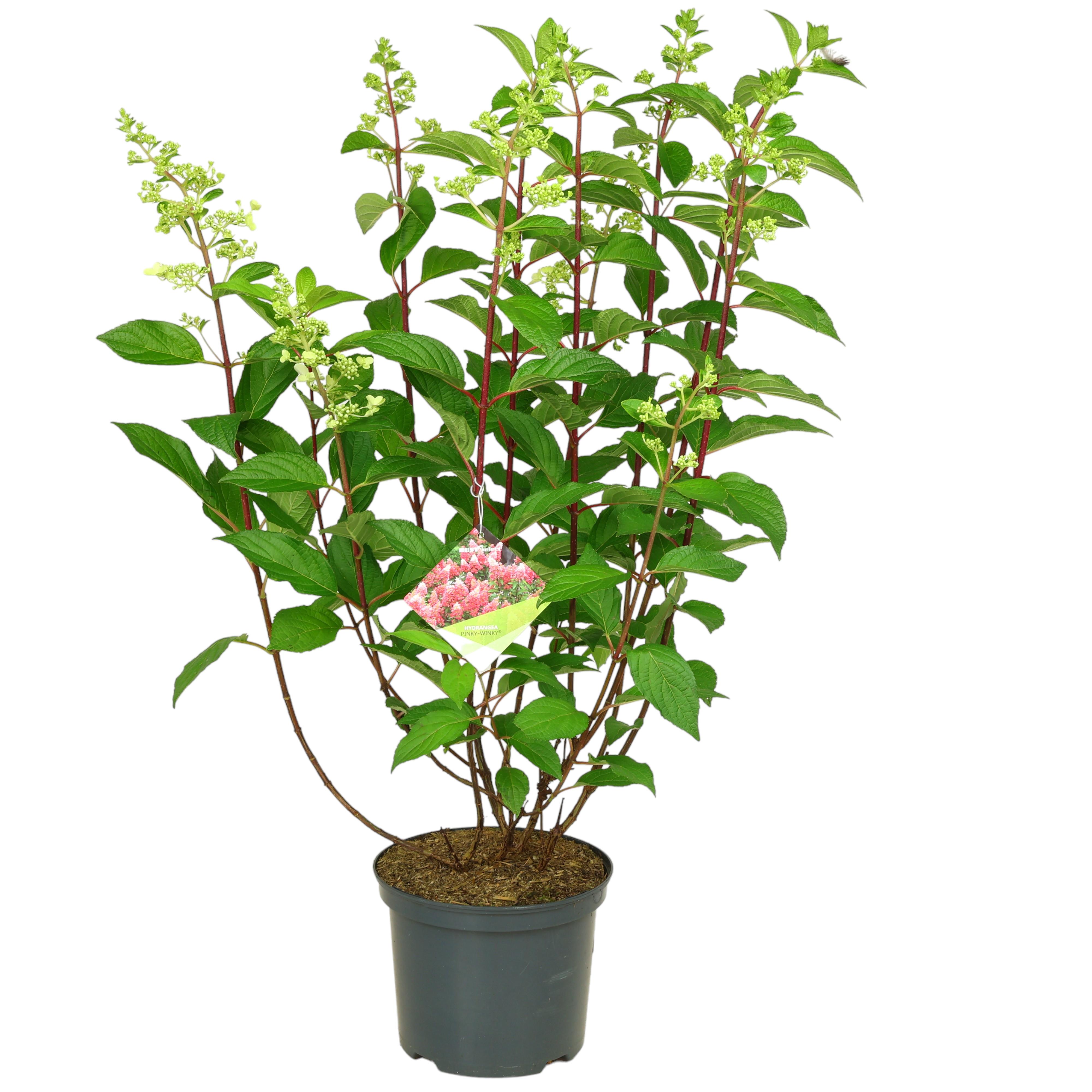 Rispenhortensie 'Pinky Winky' Ø Topf 21 cm