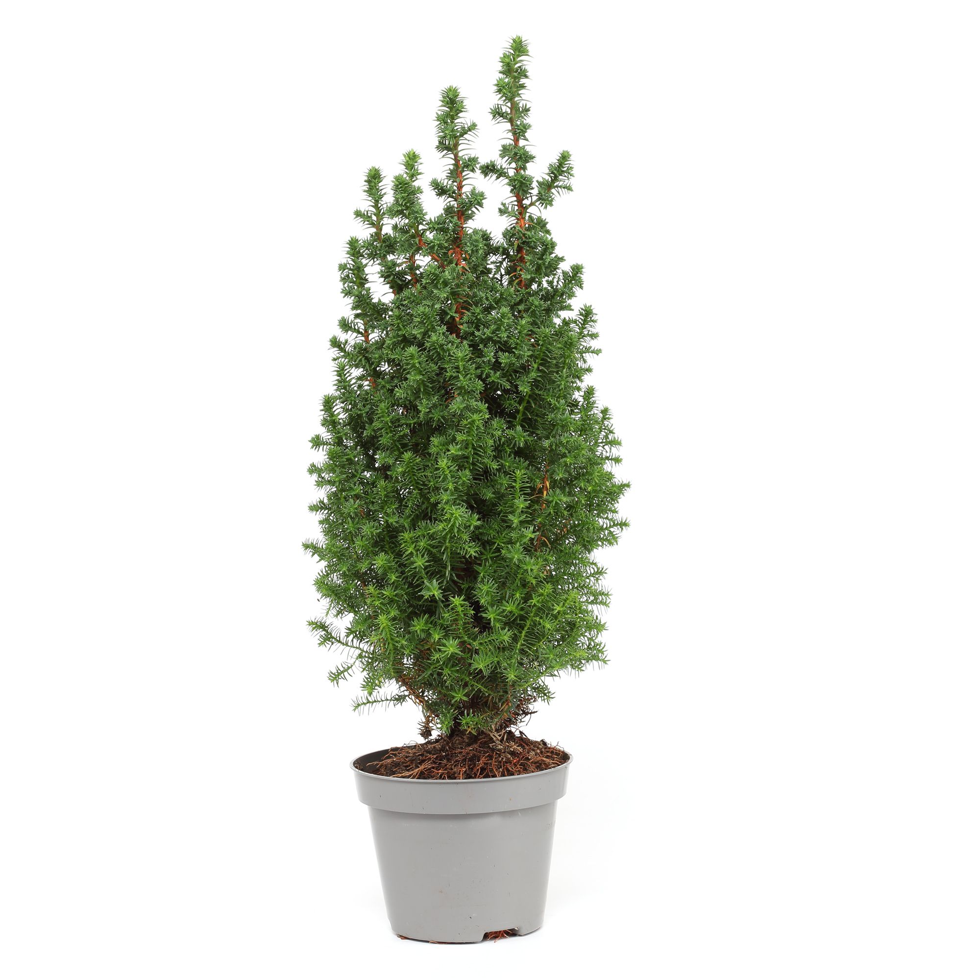 Scheinzypresse 'Top Point' - Ø 9-11 cm Topf