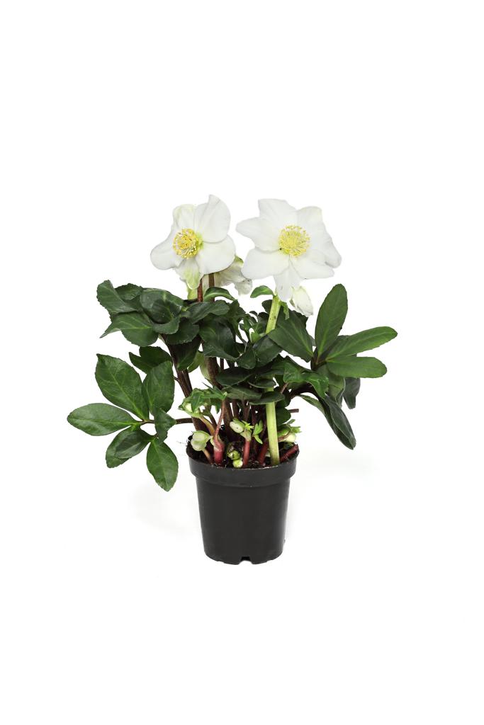 Christrose Helleborus niger Ø 9 cm – winterblühend & robust