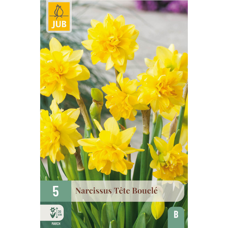 5 NARZISSEN TÊTE BOUCLE 11/12
