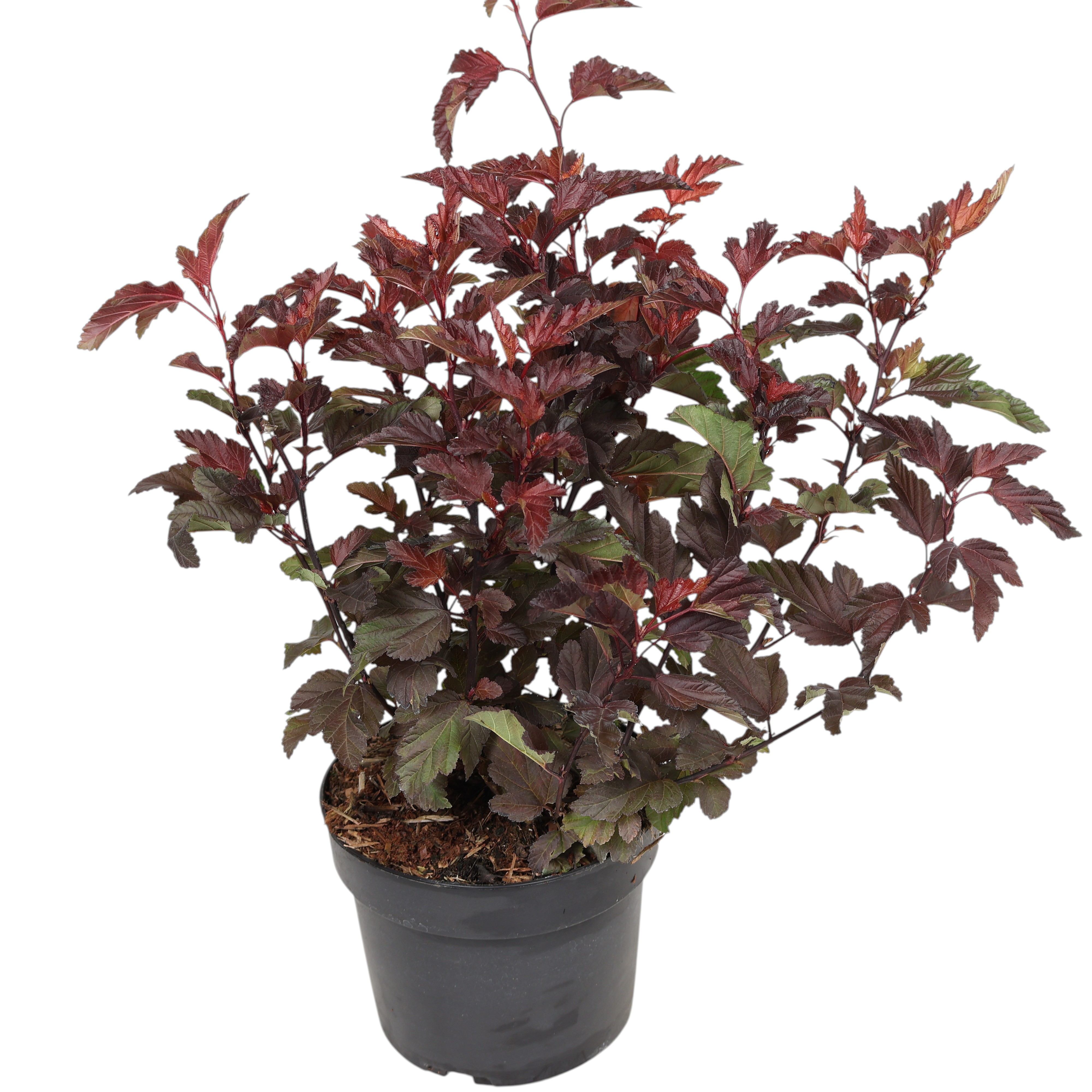 Blasenspiere Physocarpus Ø 17 cm