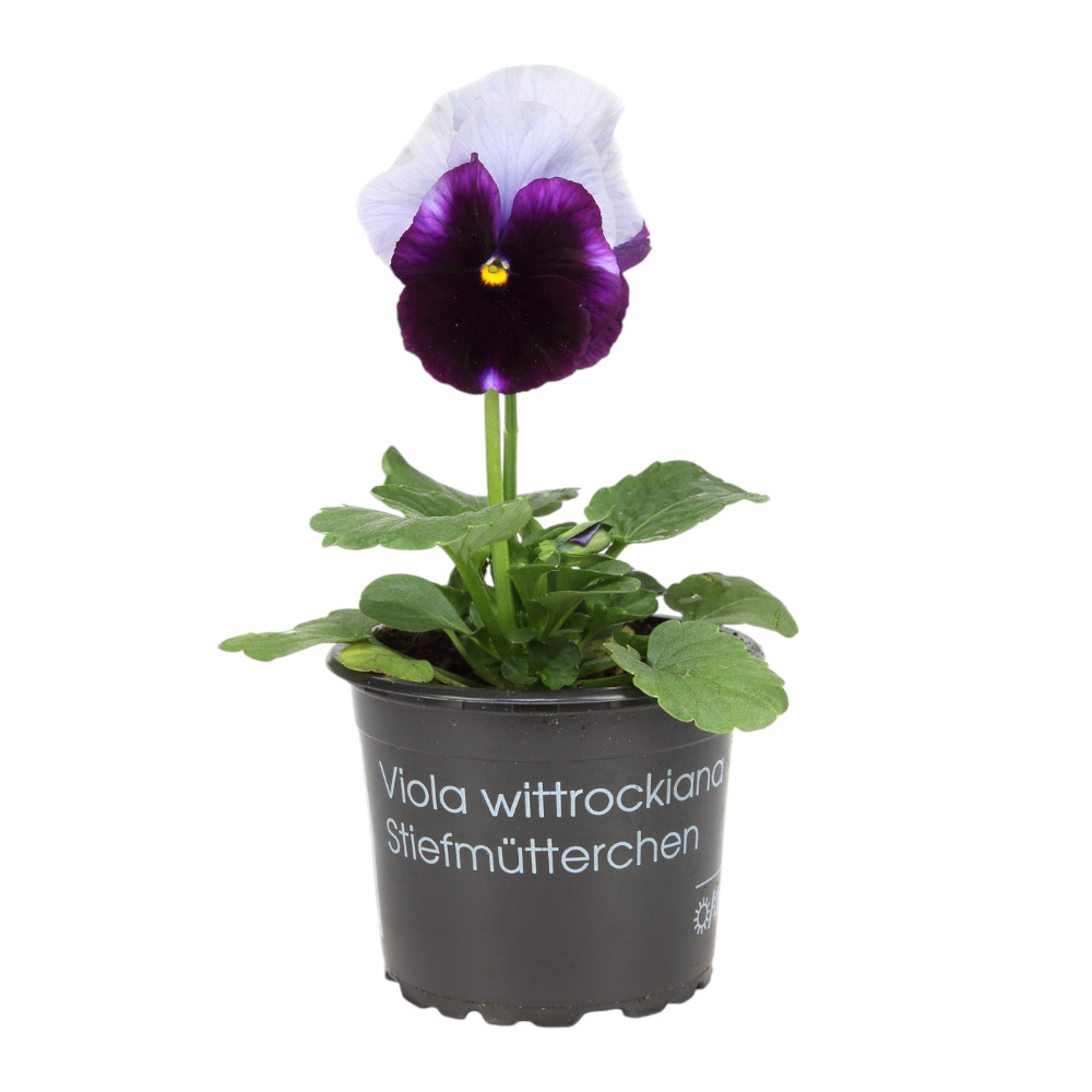 Stiefmütterchen 15er Kiste "lila Traum"
