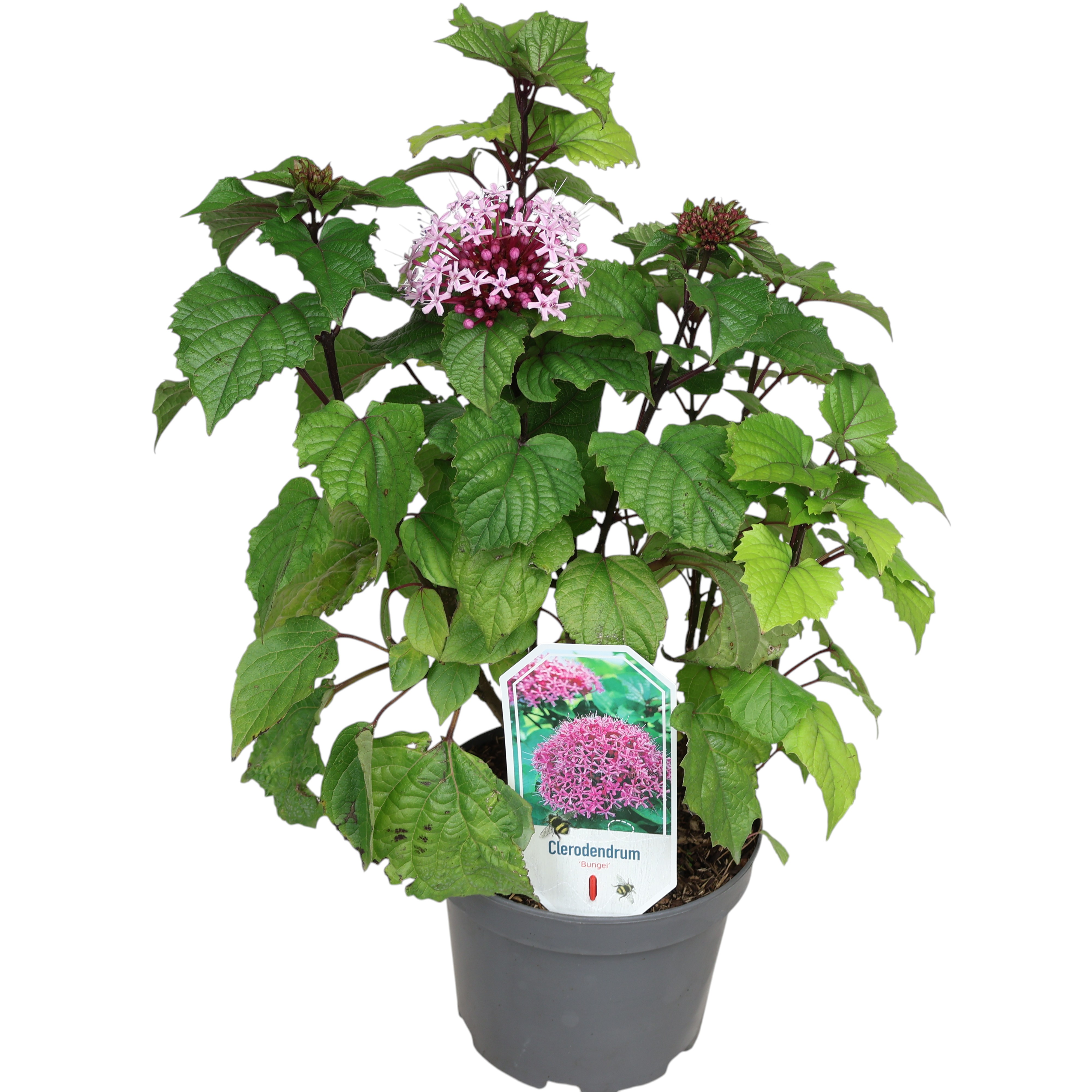 Losbaum Clerodendrum bungei Ø 19 cm