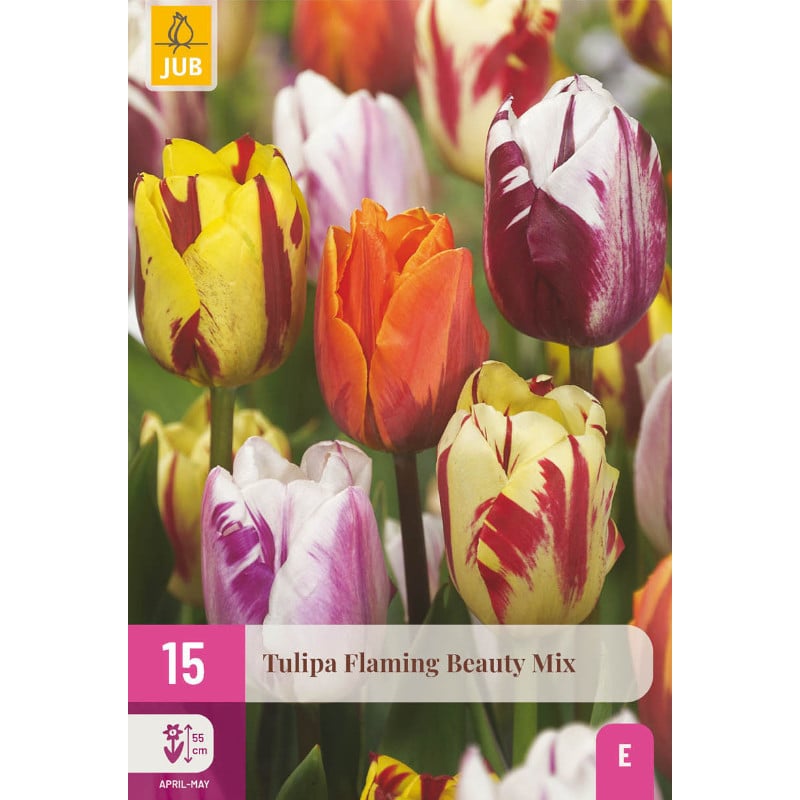 15 TULPEN FLAMING BEAUTY MISCHUNG 11/12