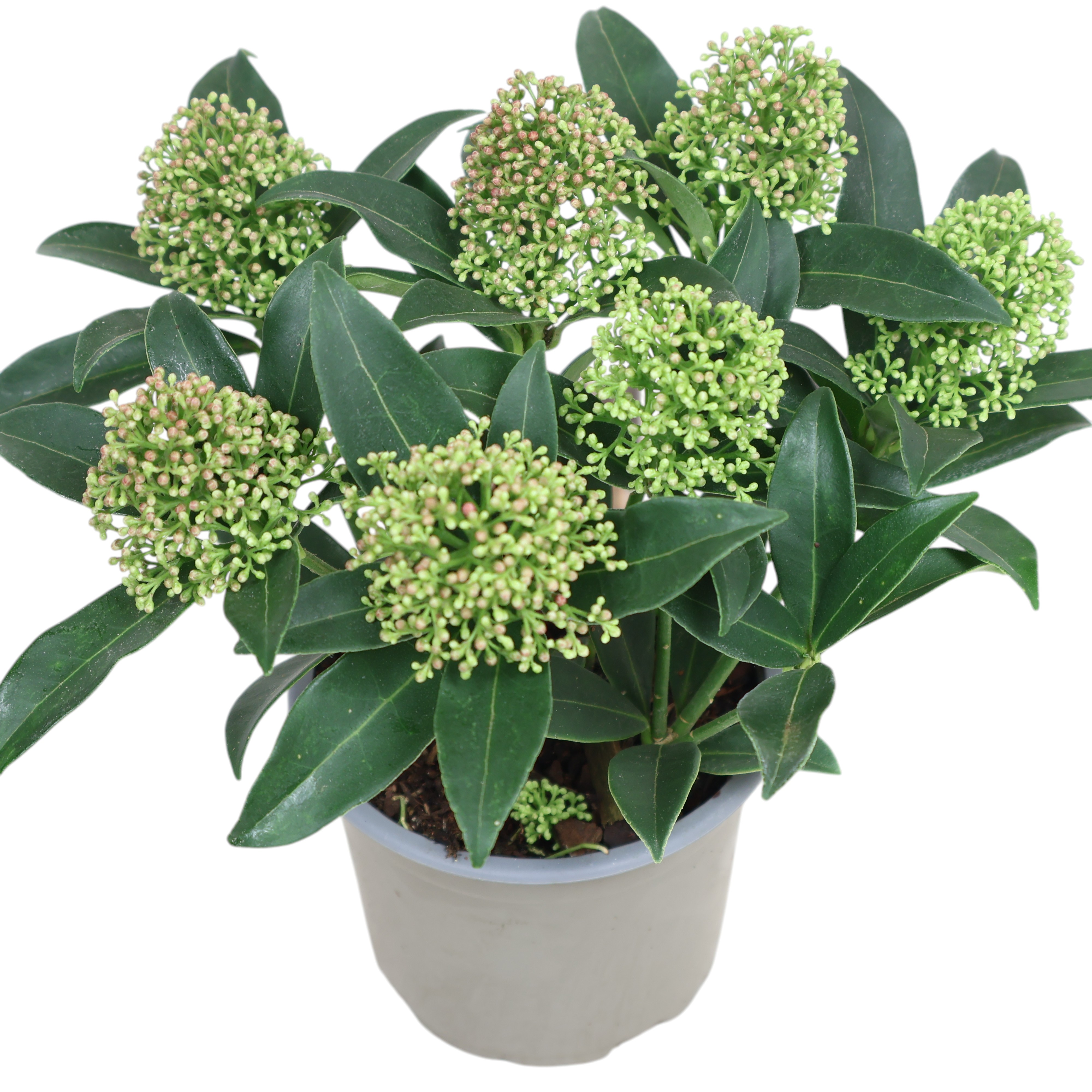 Skimmia japonica "Dwarf" Ø Topf 10,5cm