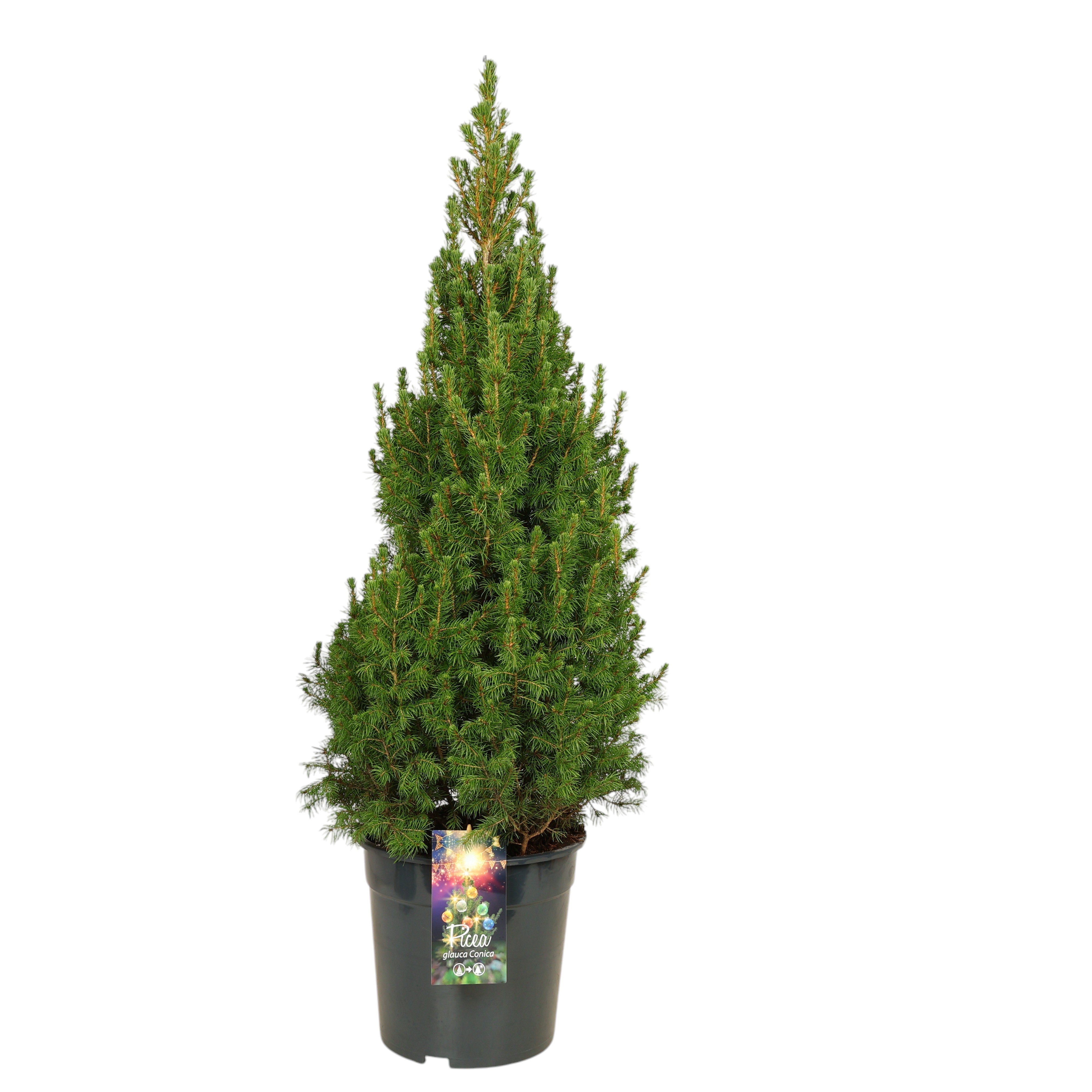 Zuckerhutfichte 'Conica' Ø27 cm – winterharter Nadelbaum