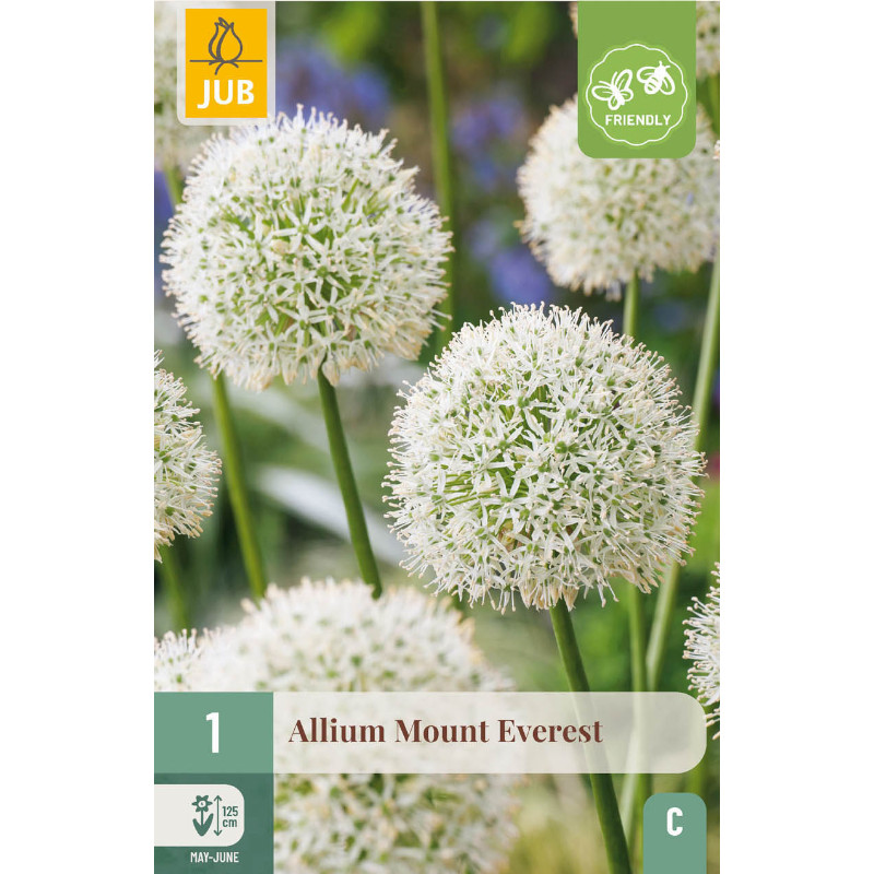 1 ALLIUM MOUNT EVEREST 20/+