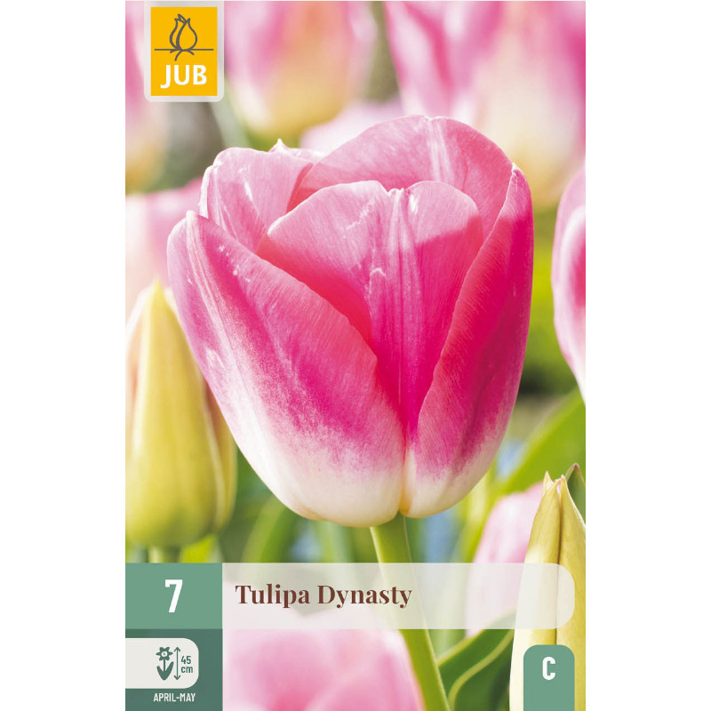 7 TULPEN DYNASTY 11/12