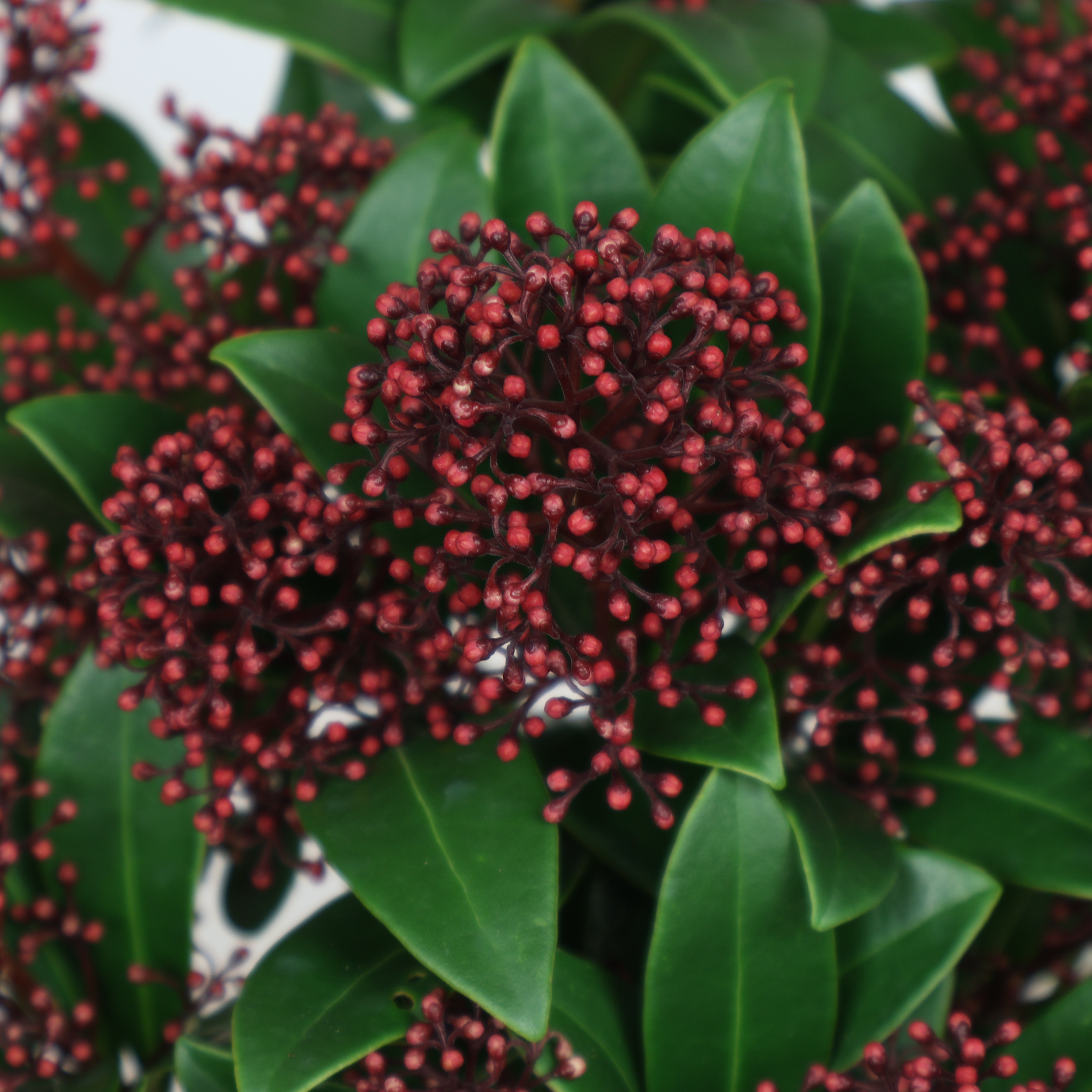 Skimmia japonica ‘Rubella’ – Ø 15 cm Topf, immergrün