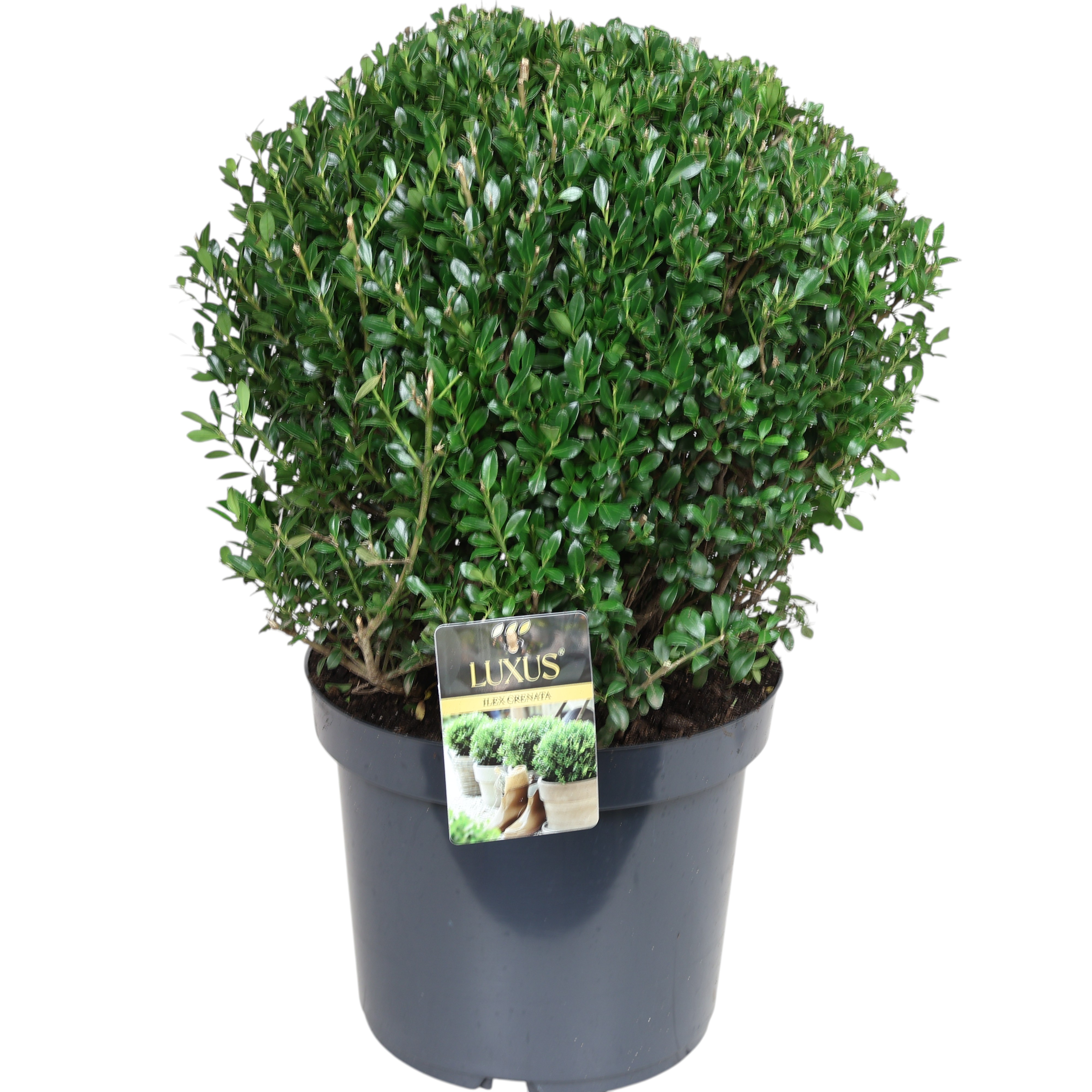 Ilex crenata 'Luxus Globe' Kugel Ø 30 cm