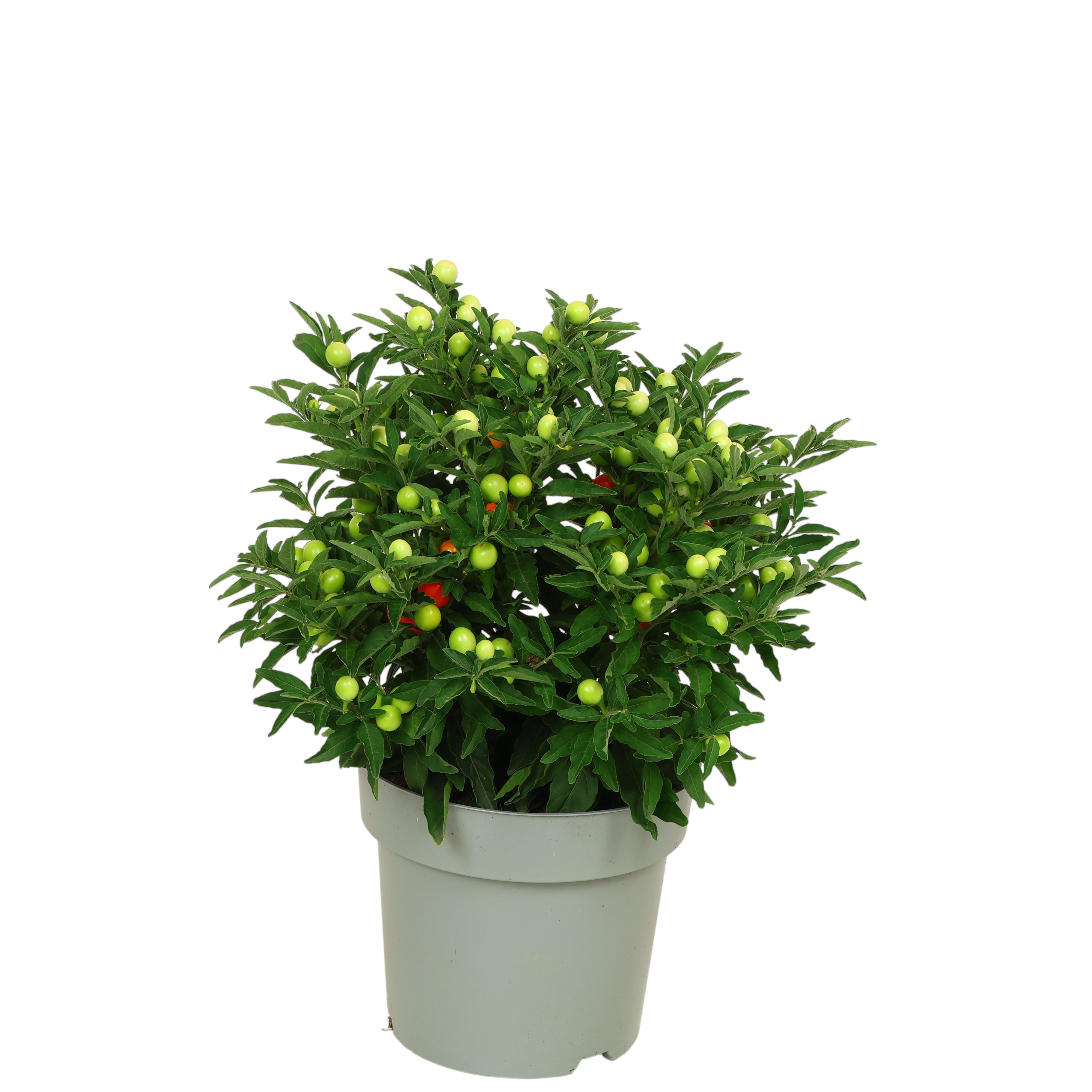 Korallenstrauch 'Solanum' Topf Ø 19 cm