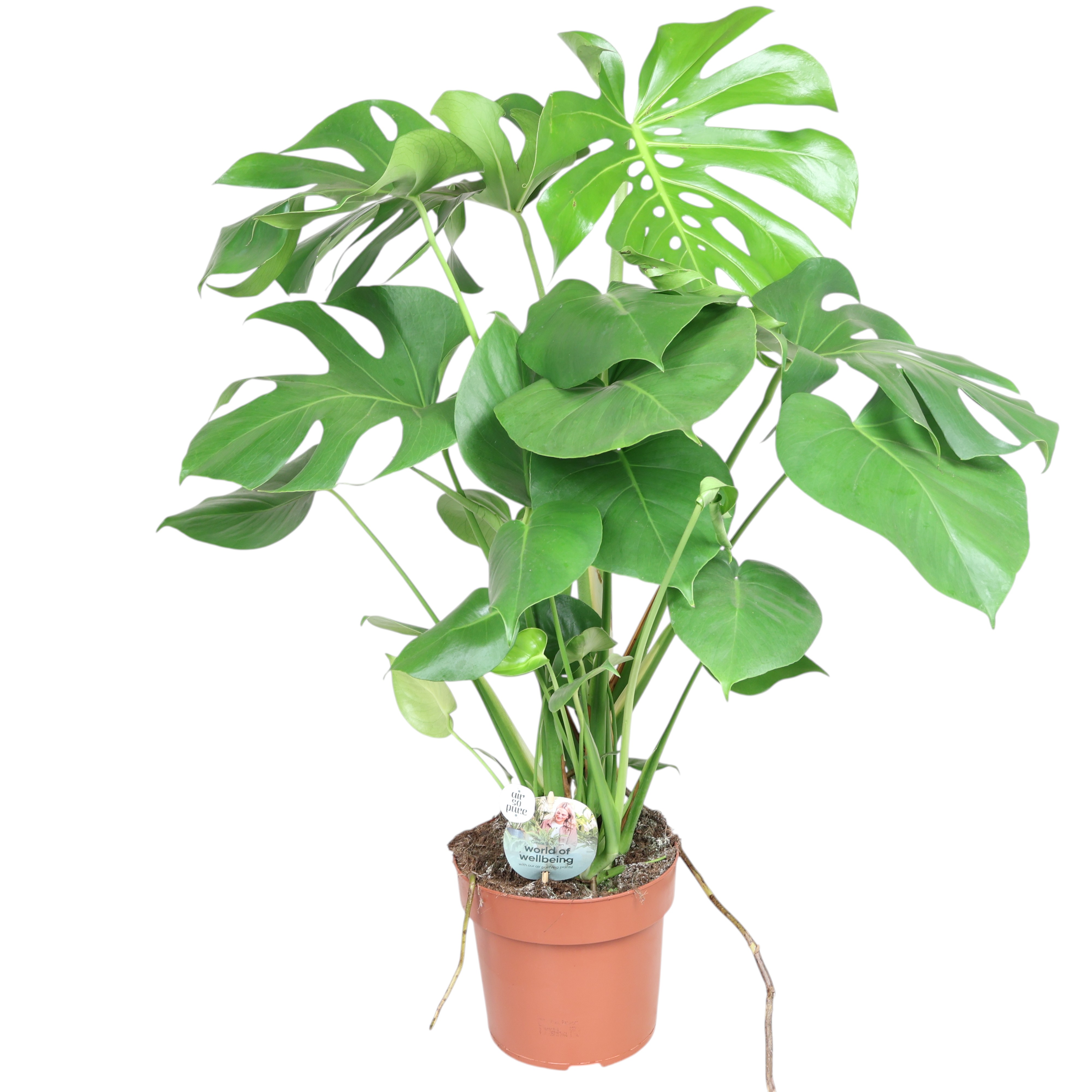 Fensterblatt 'Monstera deliciosa' Ø 21 cm