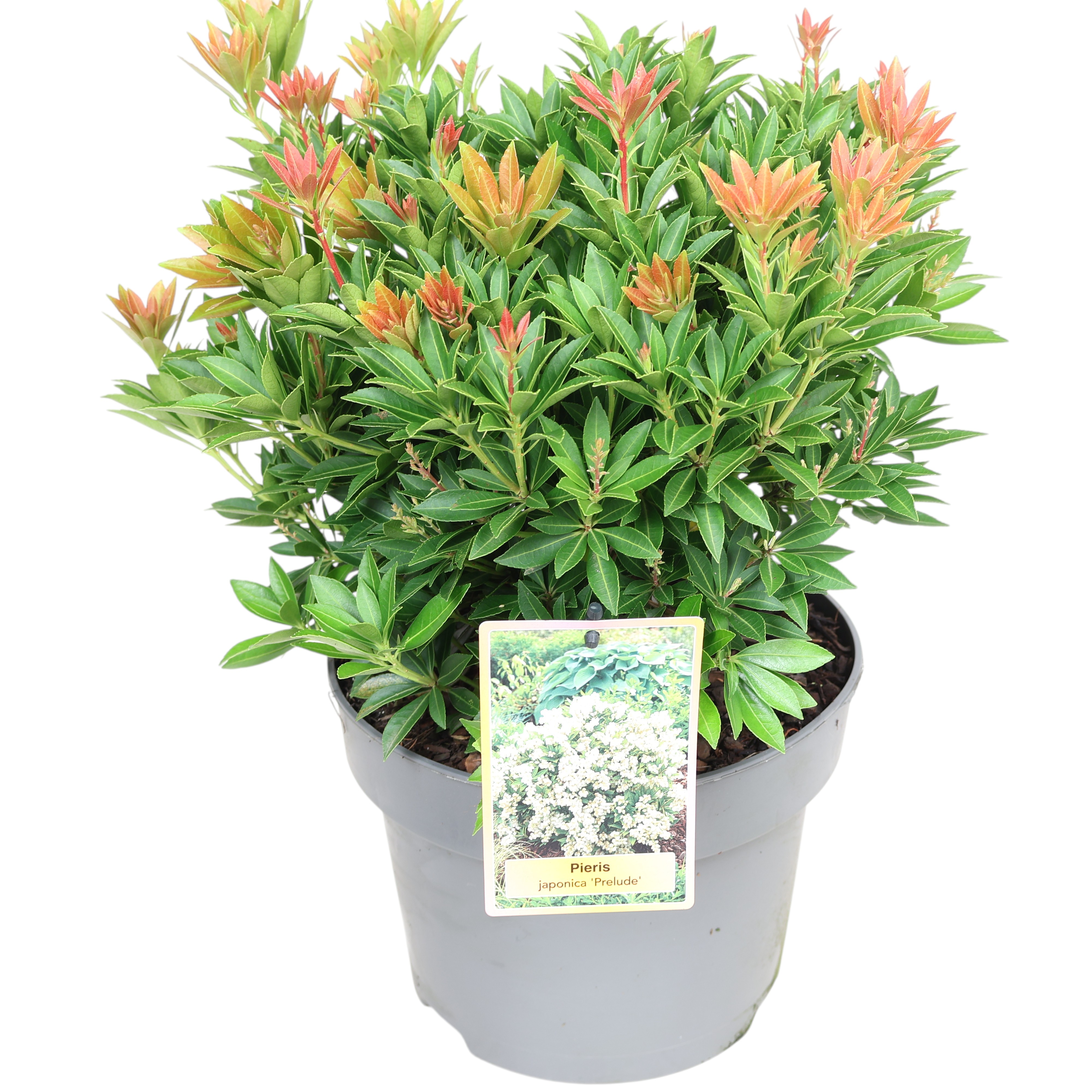 Lavendelheide Pieris Ø 23 cm