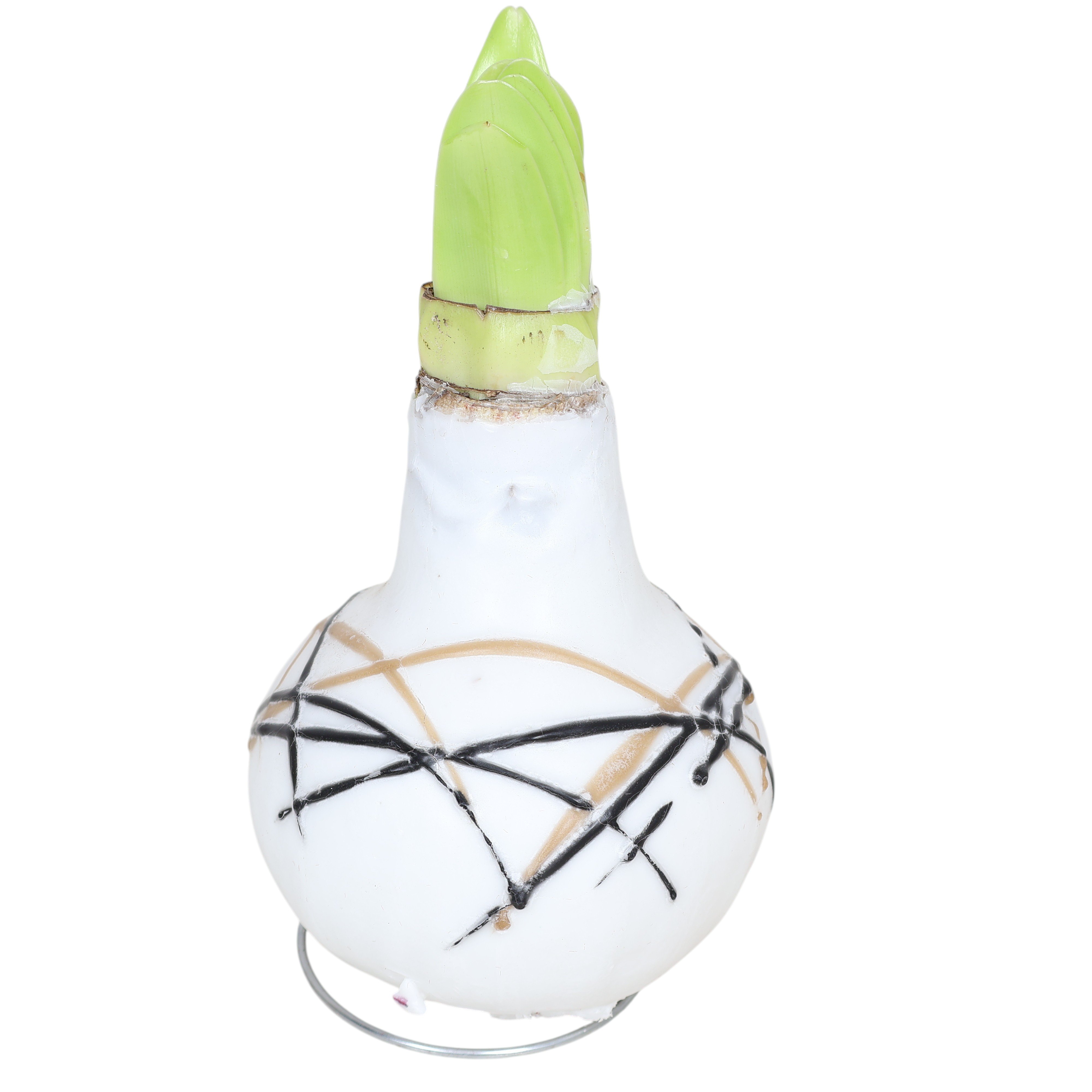 Amaryllis Hippeastrum gewachst Ø 10–11 cm – blüht ohne Gießen