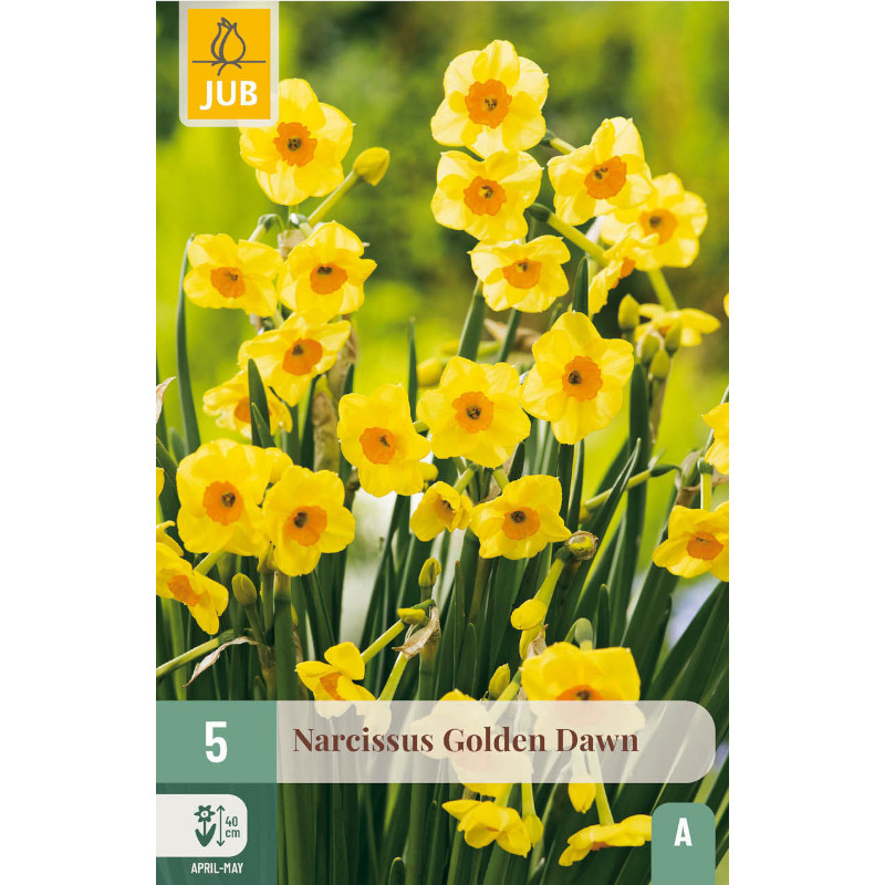 5 NARZISSEN GOLDEN DAWN 12/14