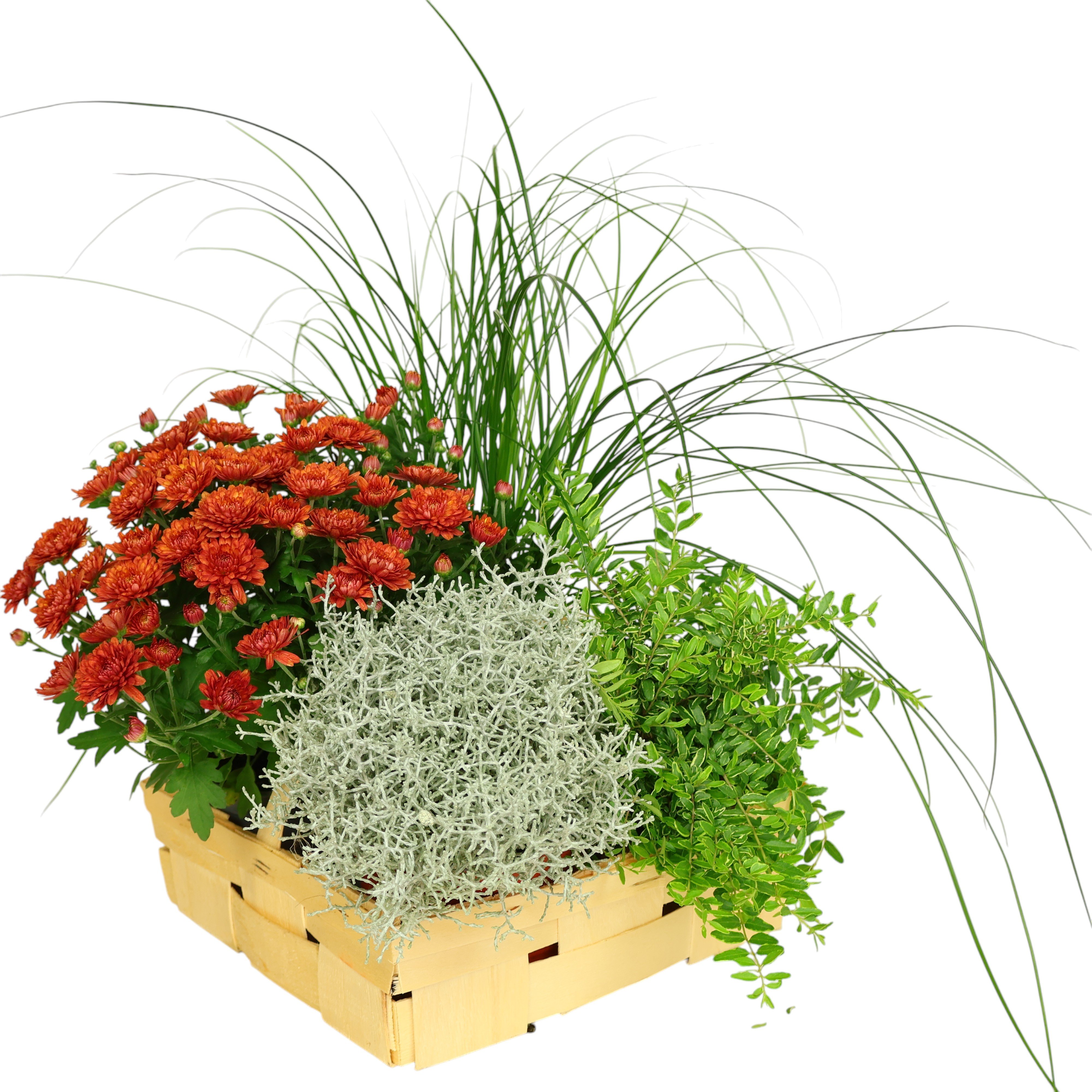 Herbst-Kiste „PETER“ im Ø 30 cm Spankorb mit Henkel – 4 Herbstpflanzen im Kulturtopf dekorativ arrangiert