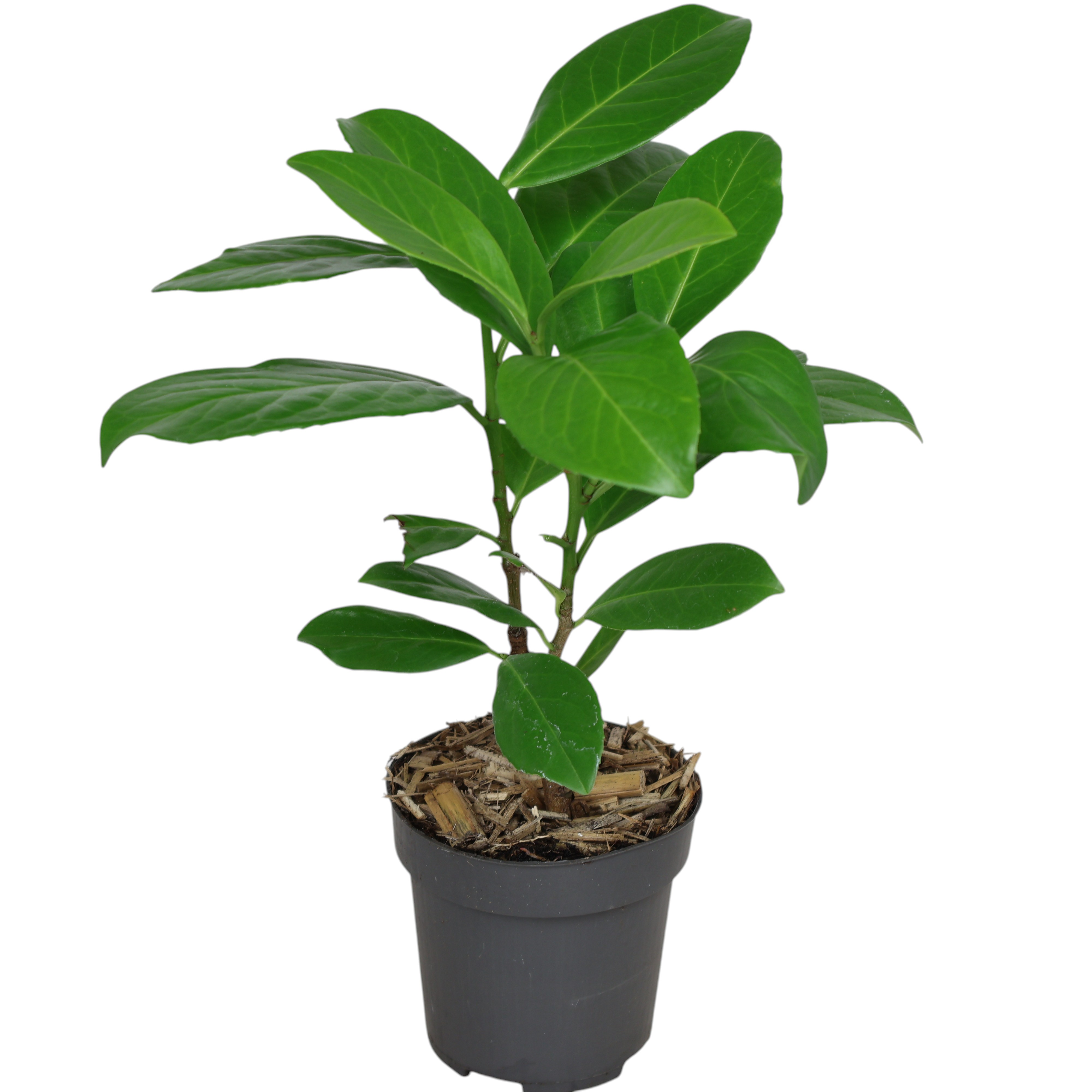 Kirschlorbeer 'Novita' Ø 9 cm