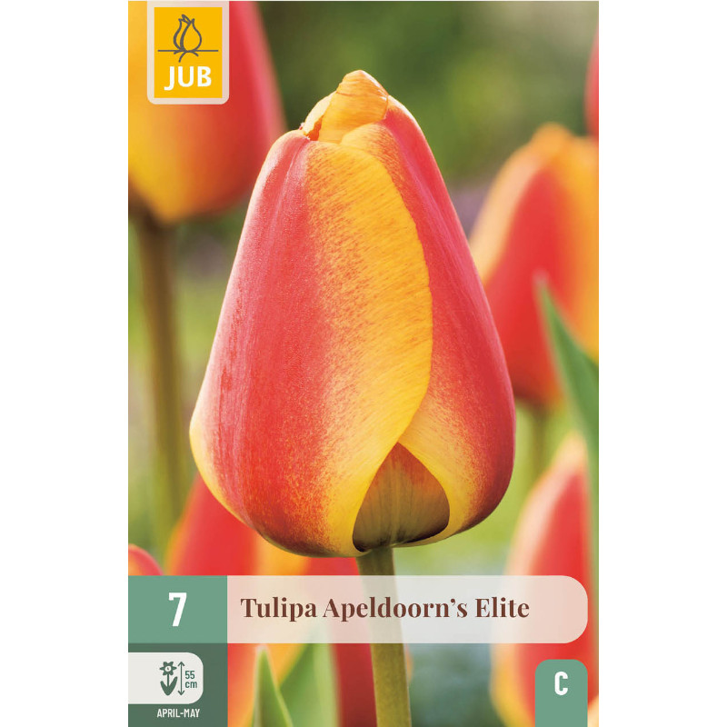 7 TULPEN APELDOORN'S ELITE 11/12