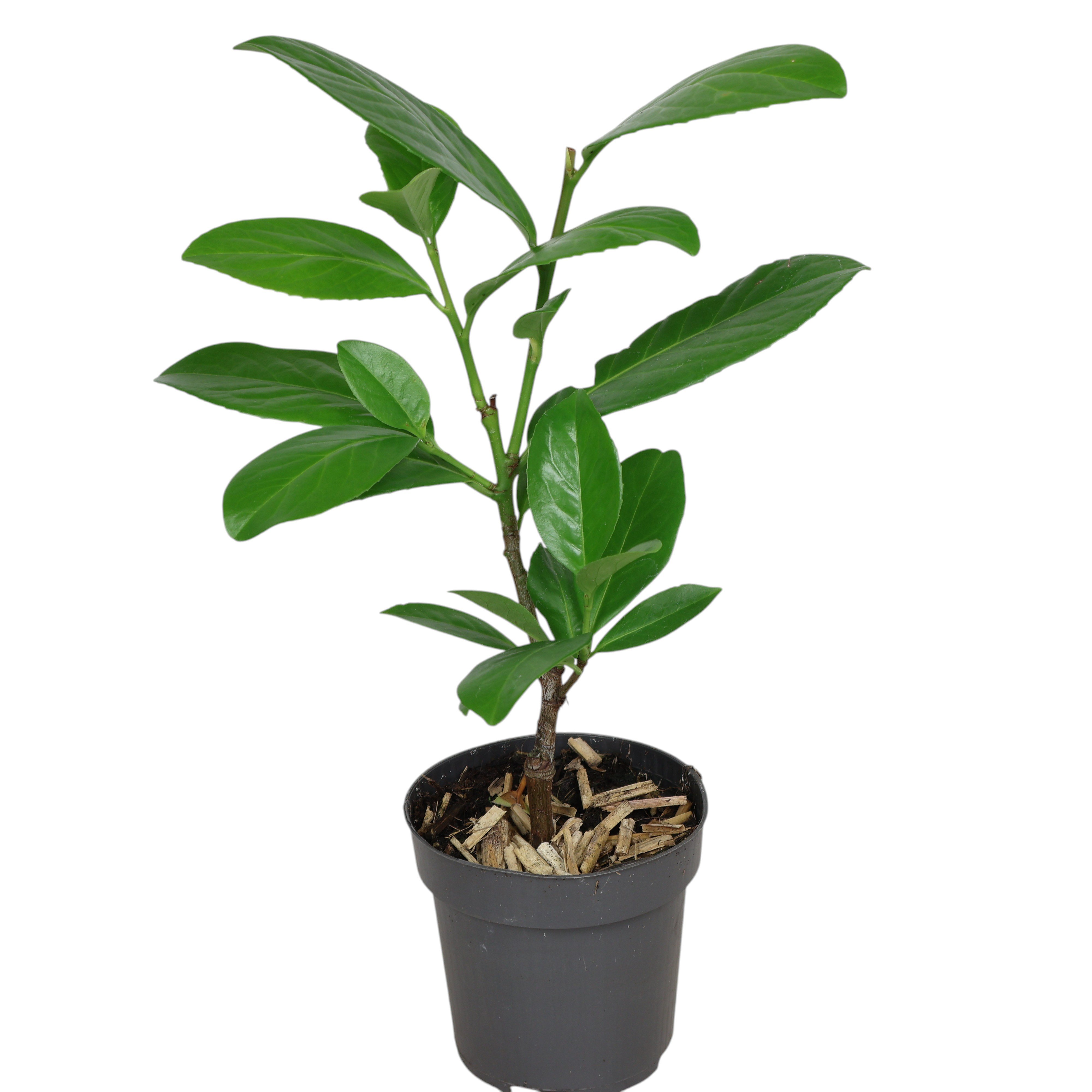 Kirschlorbeer 'Novita' Ø 9 cm