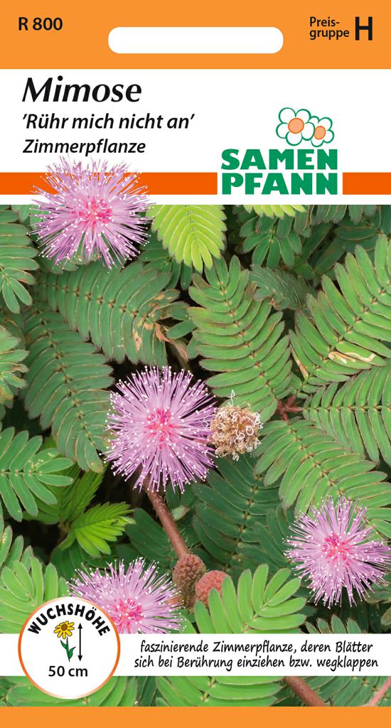 Mimose Samen 'Rühr mich nicht an' - Samen Pfann 