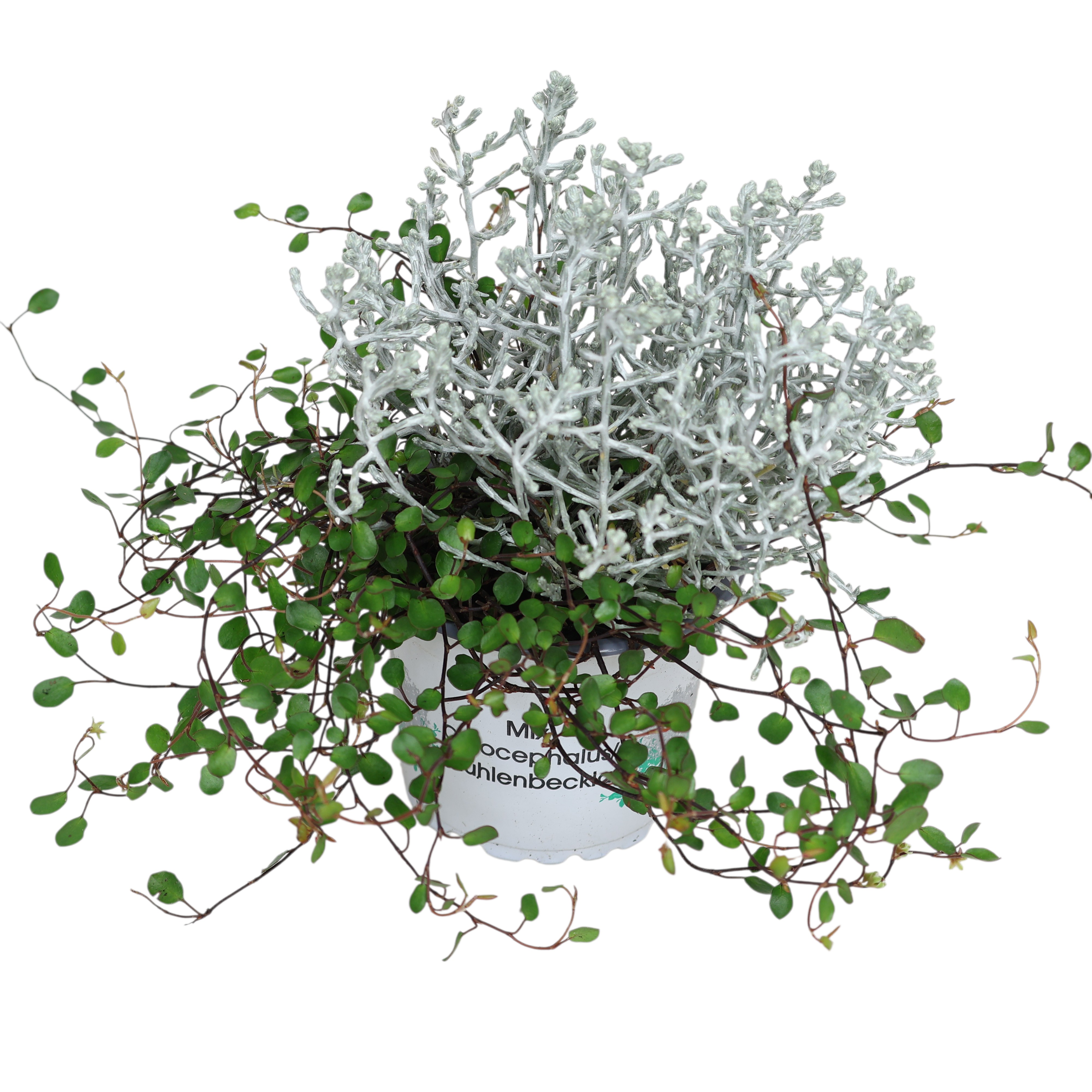 Müca Stacheldraht & Kiwiknöterich Ø 9 cm – Kombitopf für Herbstbepflanzung