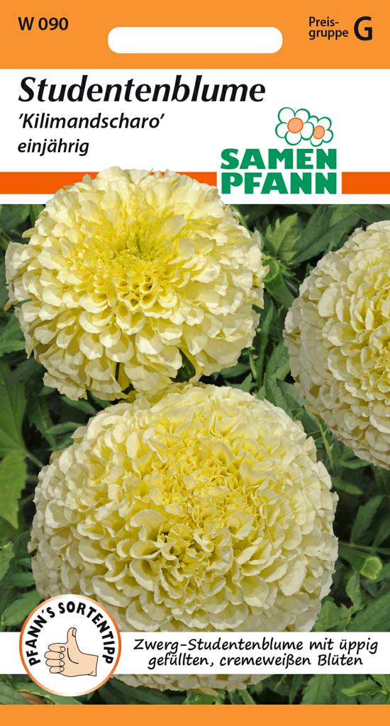 Studentenblume Samen 'Kilimandscharo' - Samen Pfann