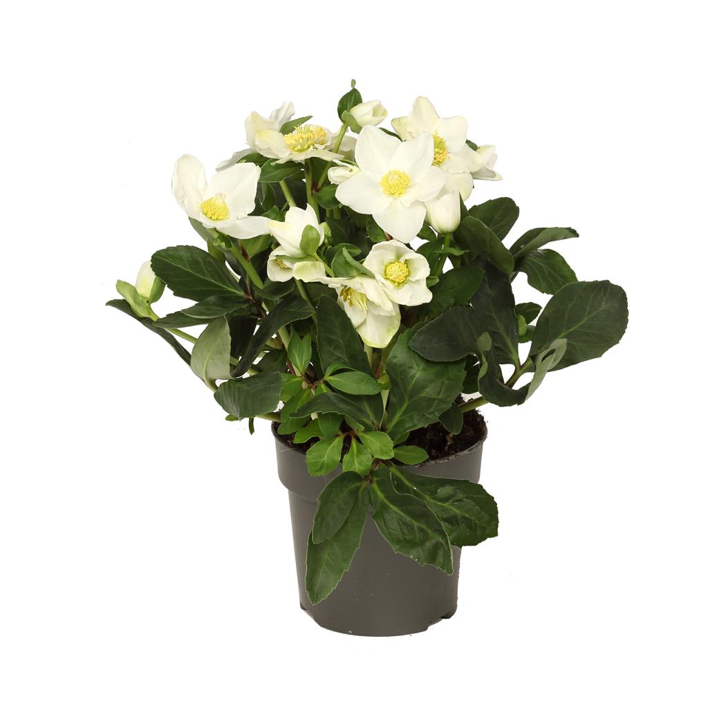 Christrose Helleborus niger Ø 12 cm – winterblühend & robust