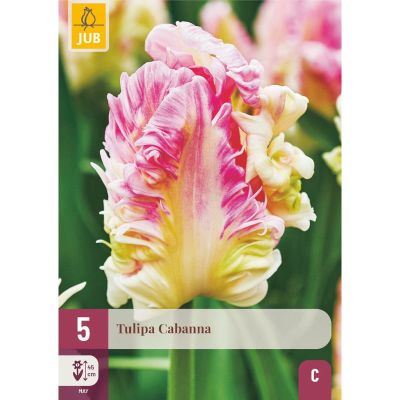 5 TULPEN CABANNA 12/+