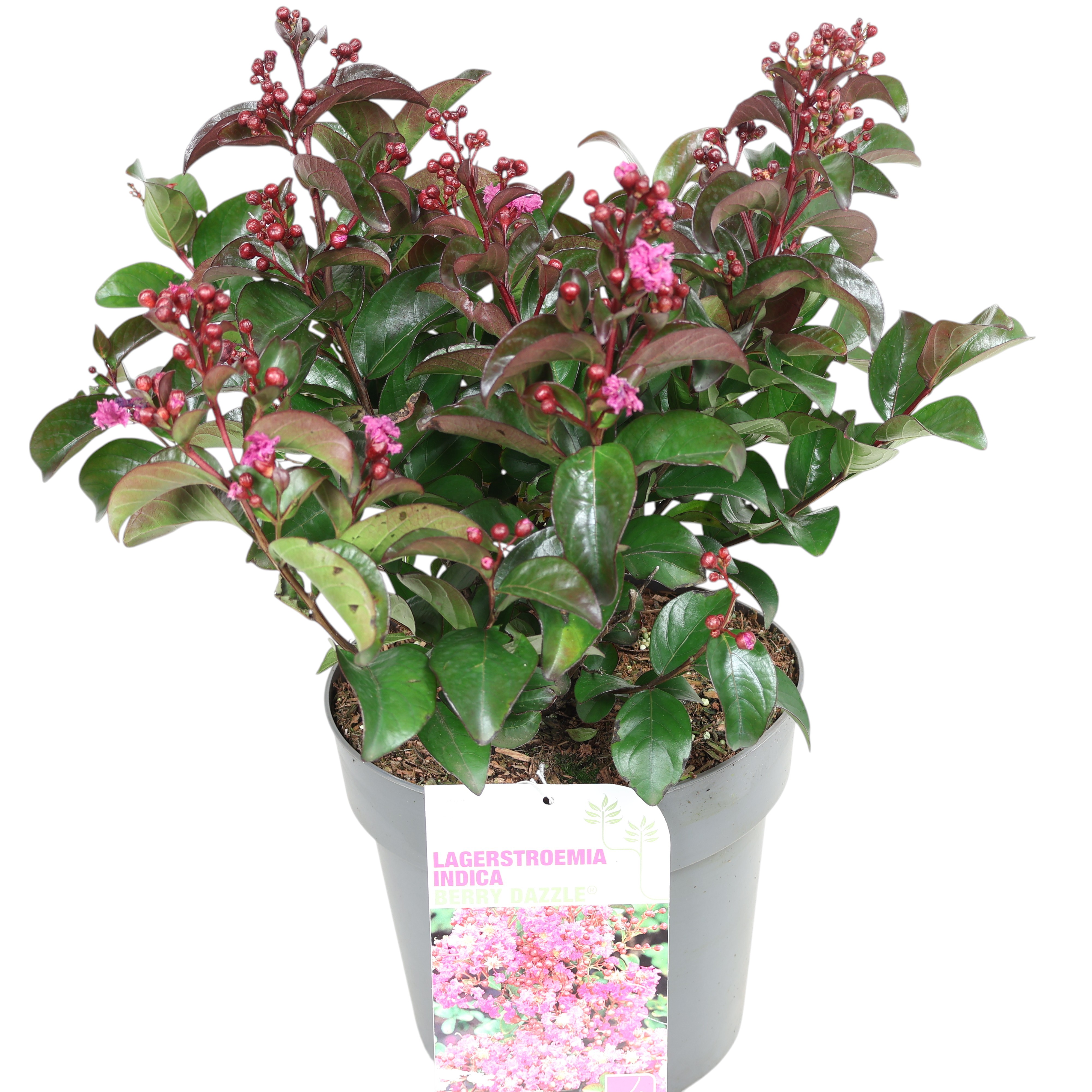 Kräuselmyrte Lagerstroemia Ø 23 cm