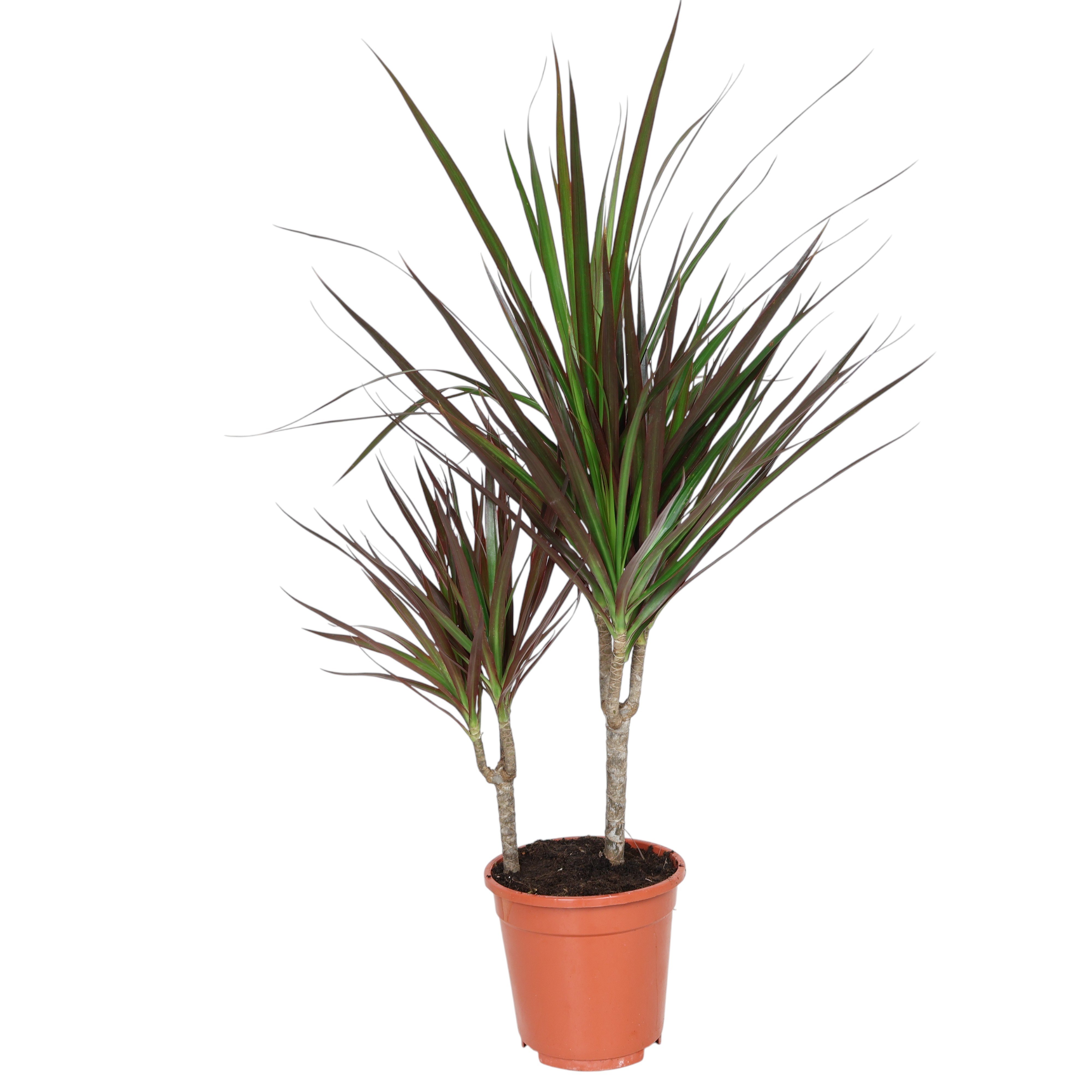 Drachenbaum (Dracaena marginata) Ø17 cm – pflegeleichte Zimmerpflanze