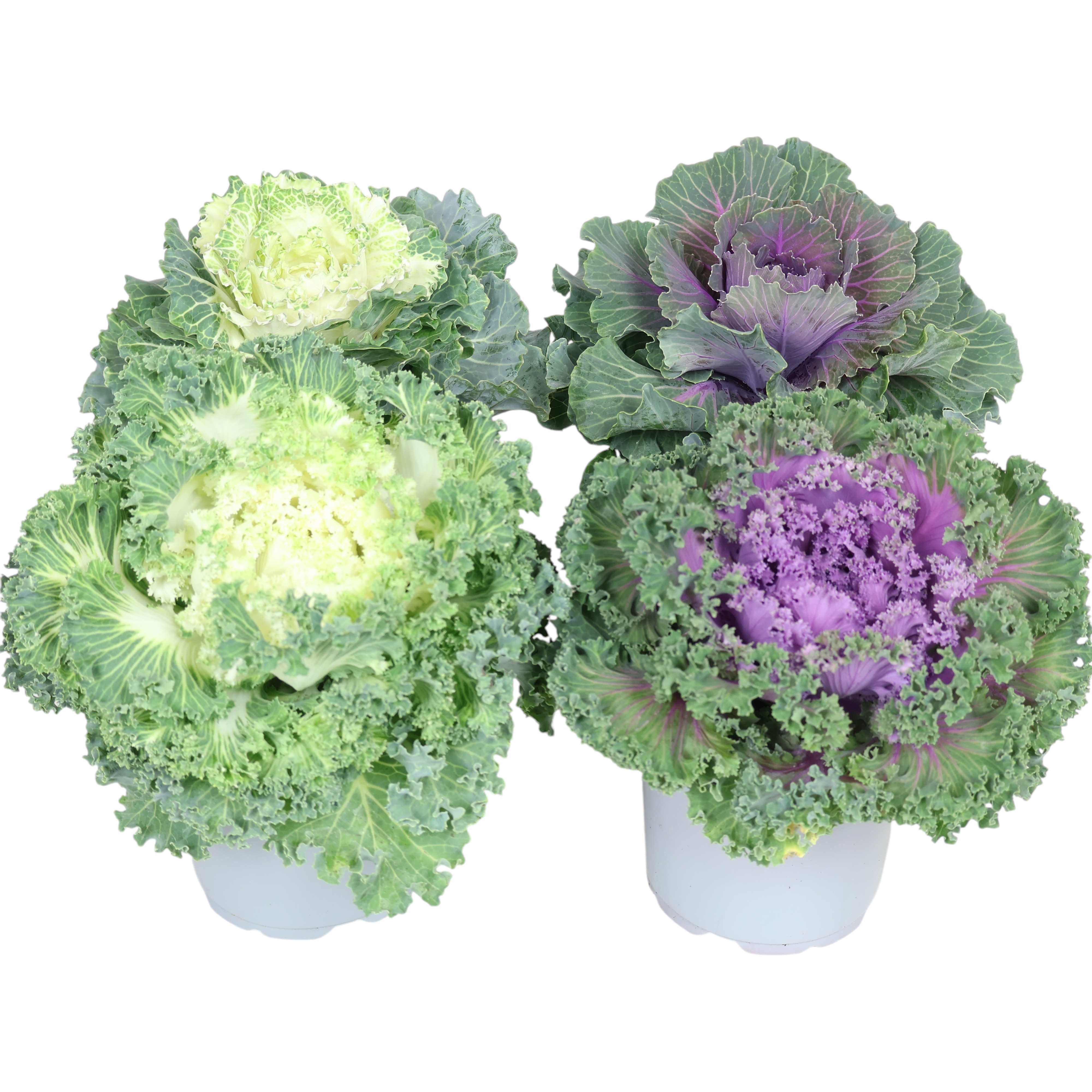 Zierkohl Ø 12 cm – farbstarke Herbst- & Winterdeko