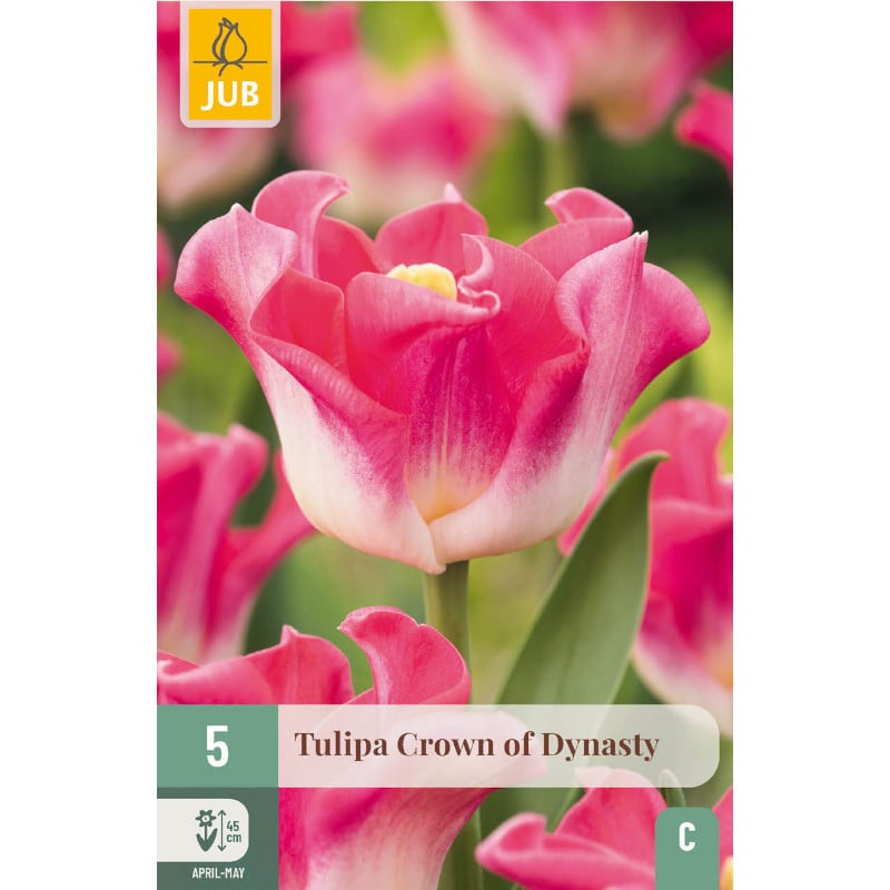 5 TULPEN CROWN OF DYNASTY 11/12