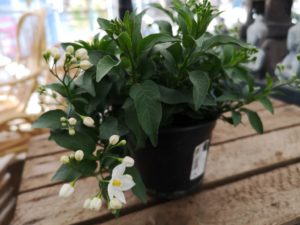 Jasmin Solanum jasminoides